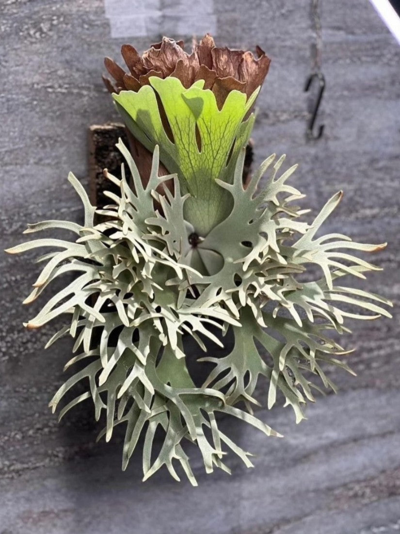 Platycerium Willinckii 'Bacteria'