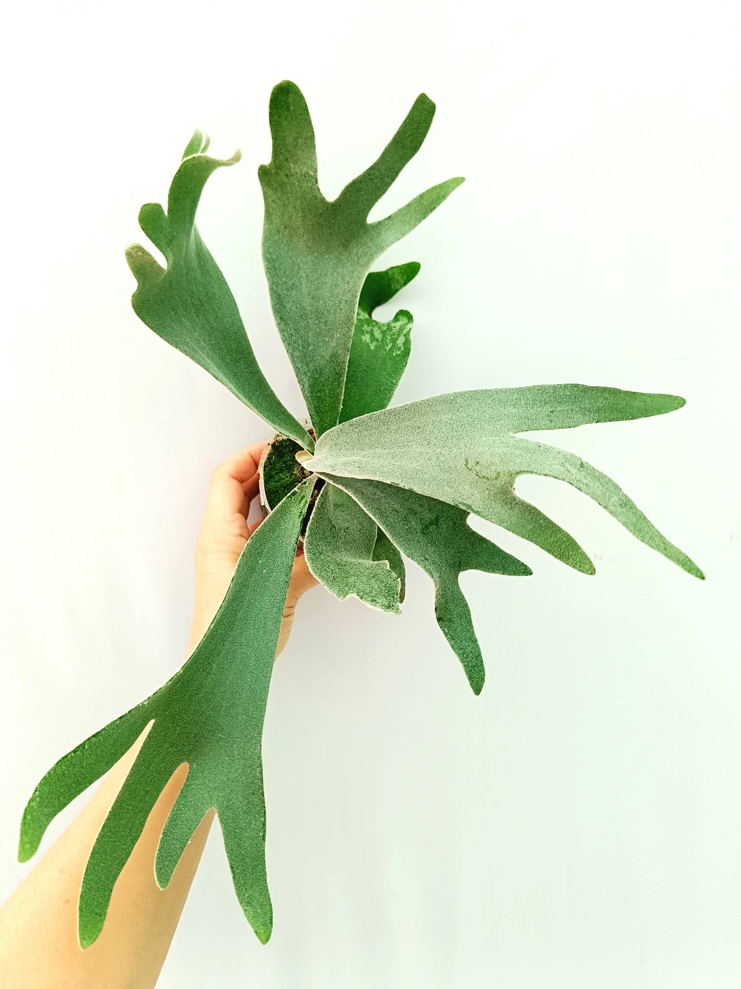 Platycerium Willinckii 'Celso'