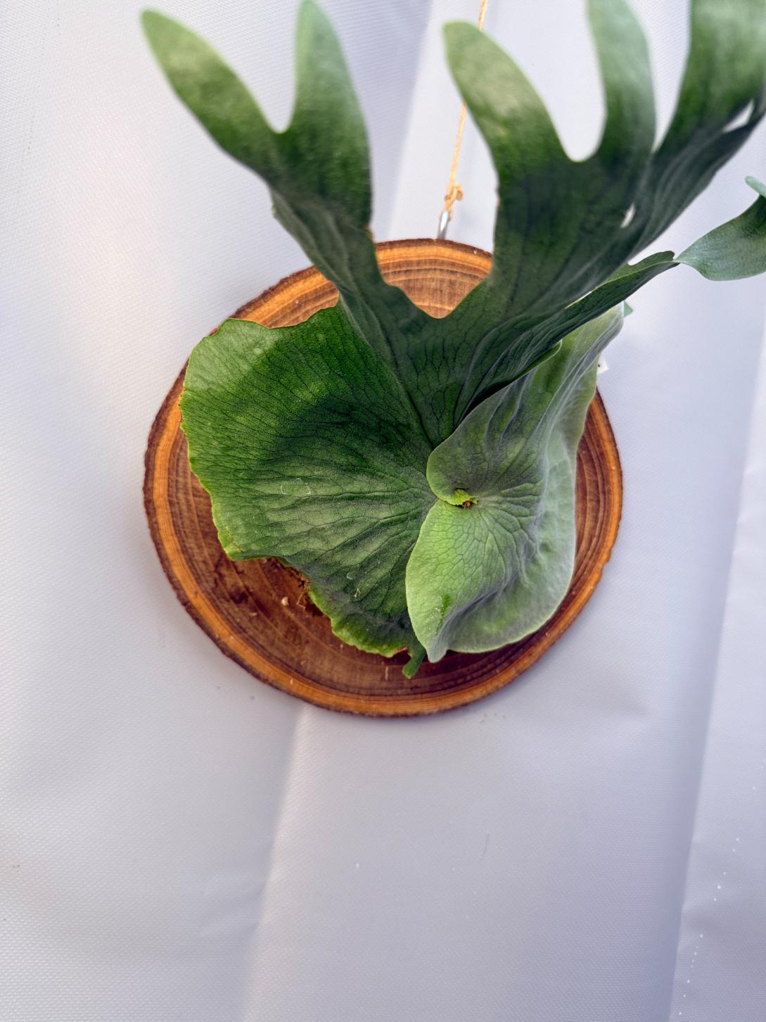 Platycerium Wandae + mounted on the board 10