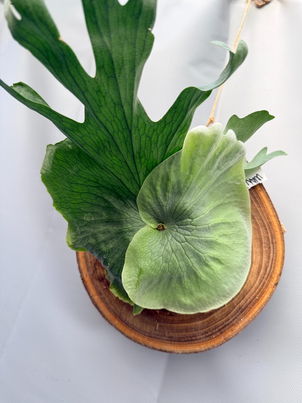 Platycerium Wandae + mounted on the board 1
