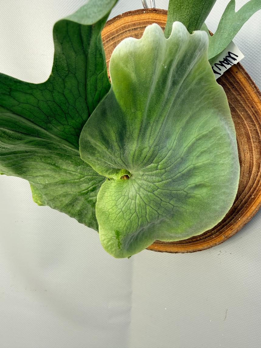 Platycerium Wandae + mounted on the board 2