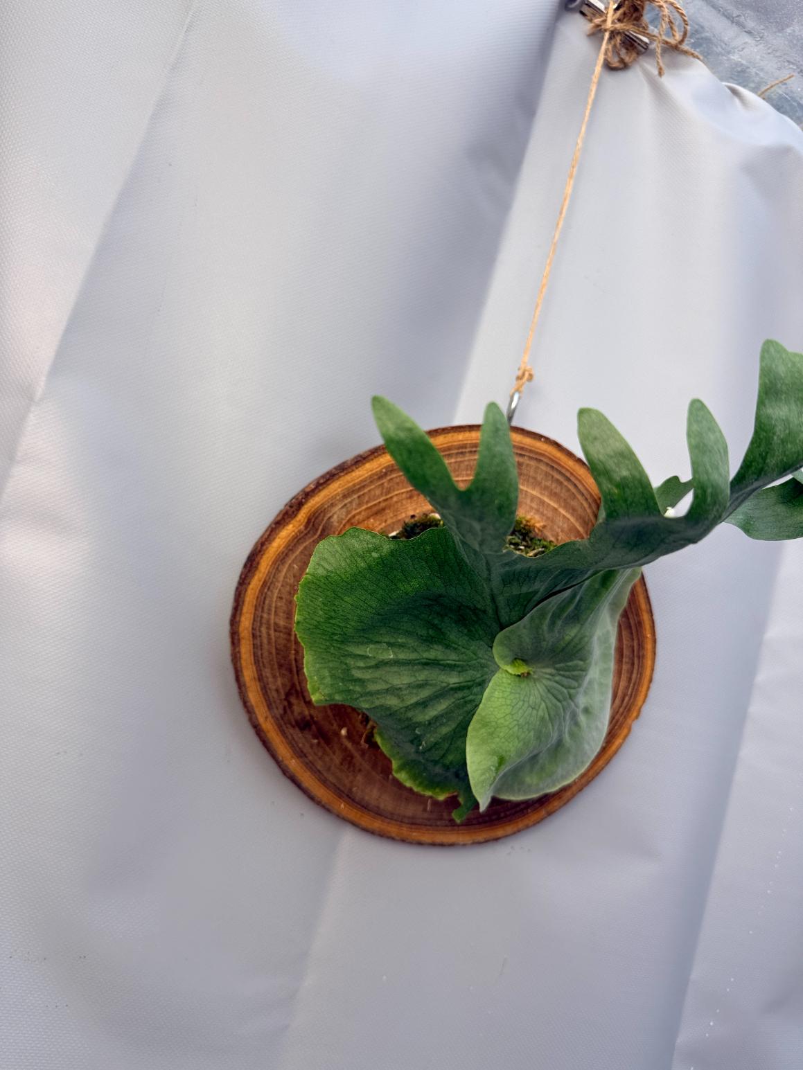 Platycerium Wandae + mounted on the board 4