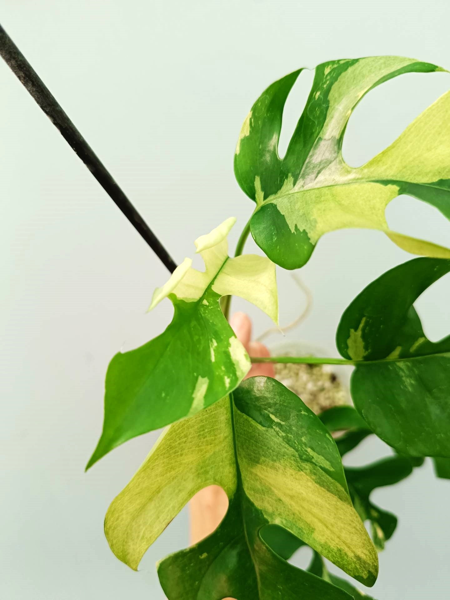 Rhaphidophora Tetrasperma variegata