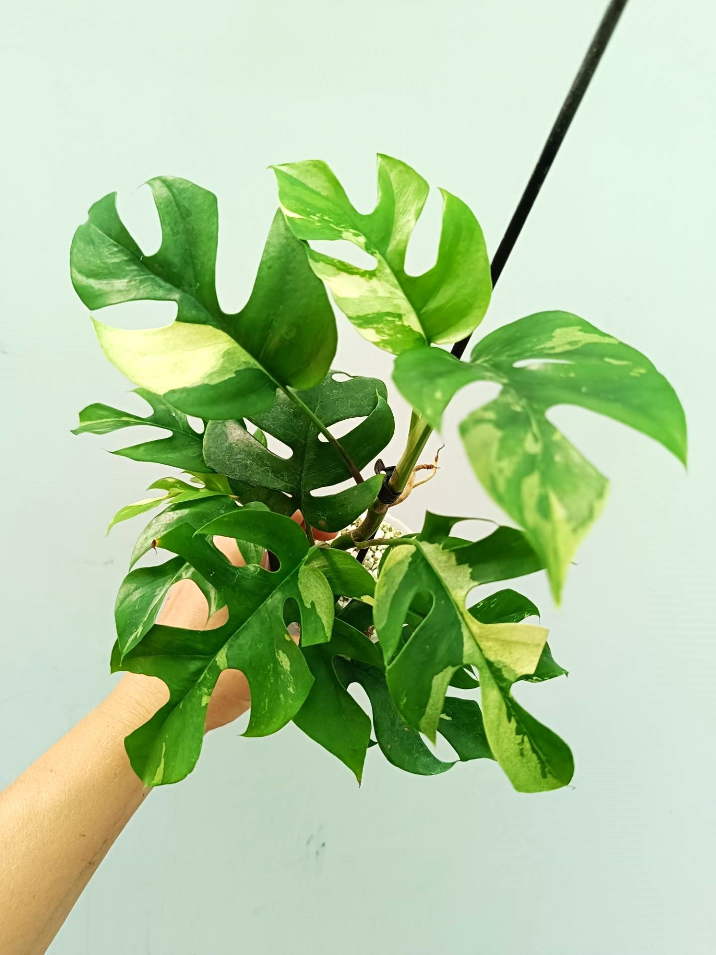 Rhaphidophora Tetrasperma variegata 2 in 1