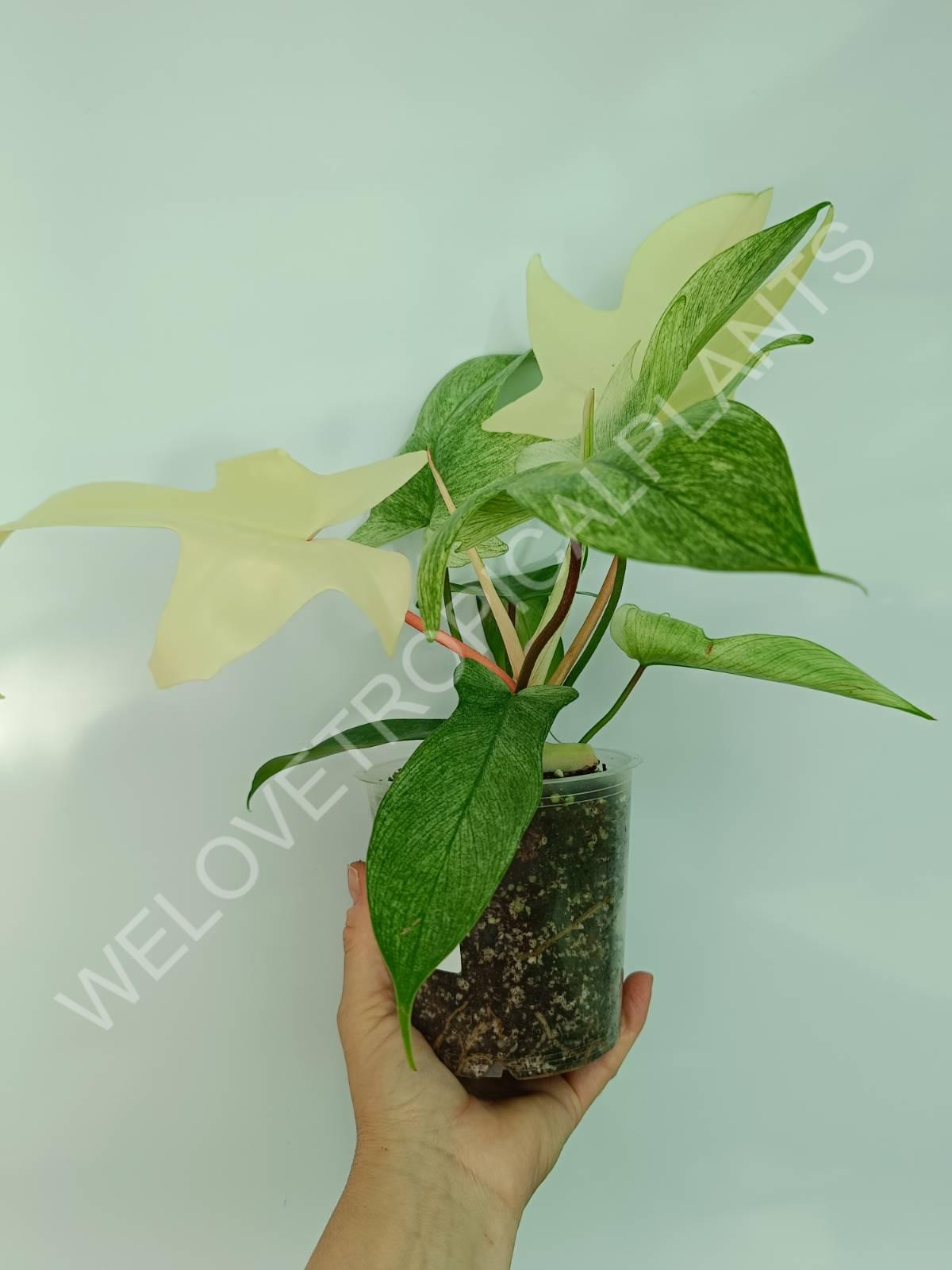 Set of the plants 3 in 1 - thai + ghost + pictum