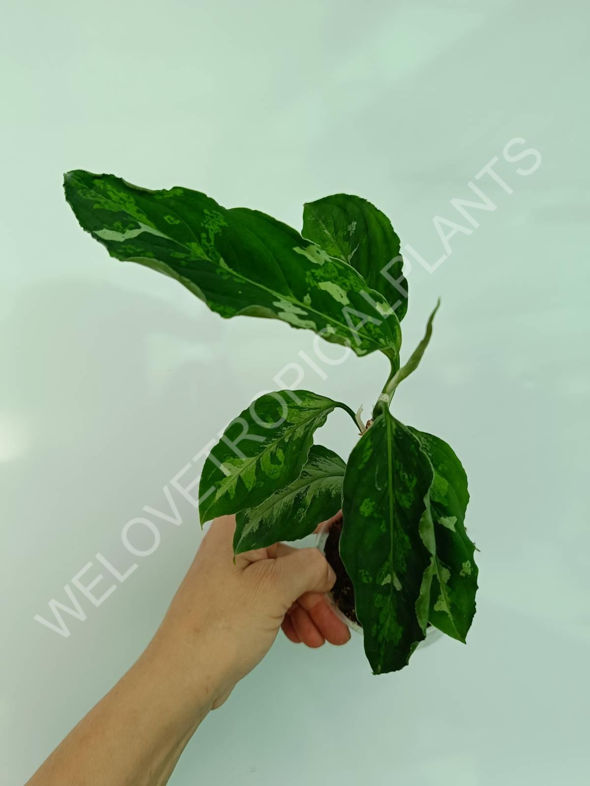 Set of the plants 3 in 1 - thai + ghost + pictum