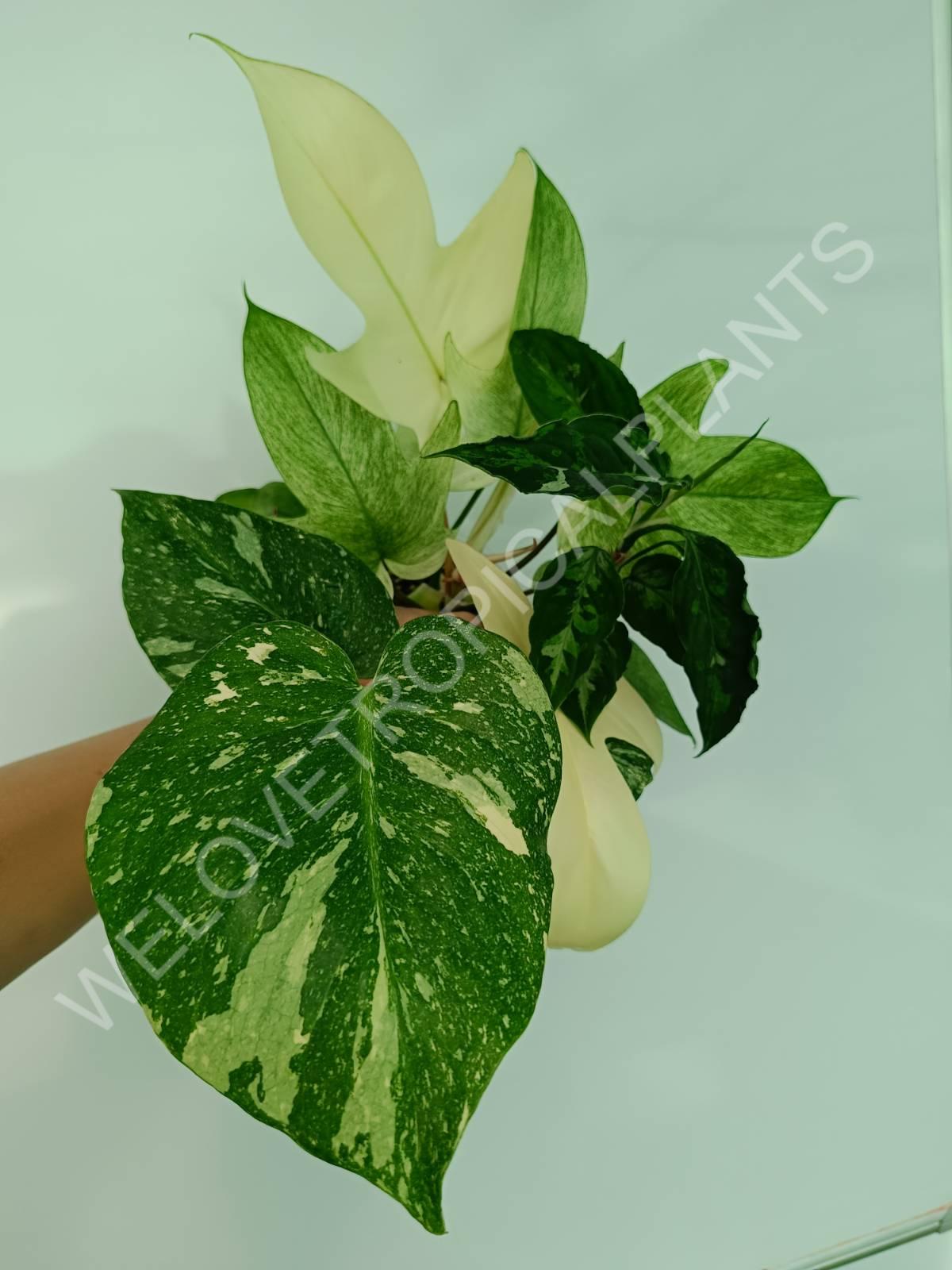 pothos white ghost Set of the plants 3 in 1 - thai + ghost + pictum