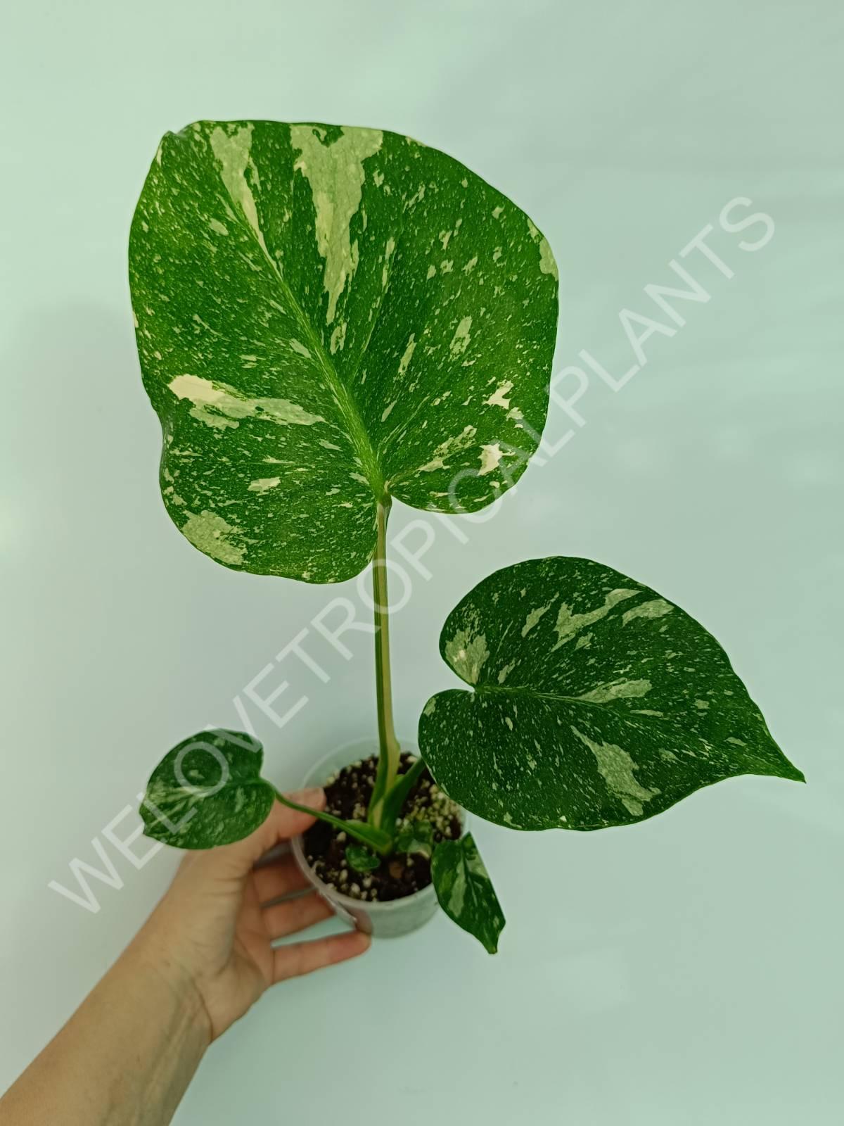 Set of the plants 3 in 1 - thai + ghost + pictum