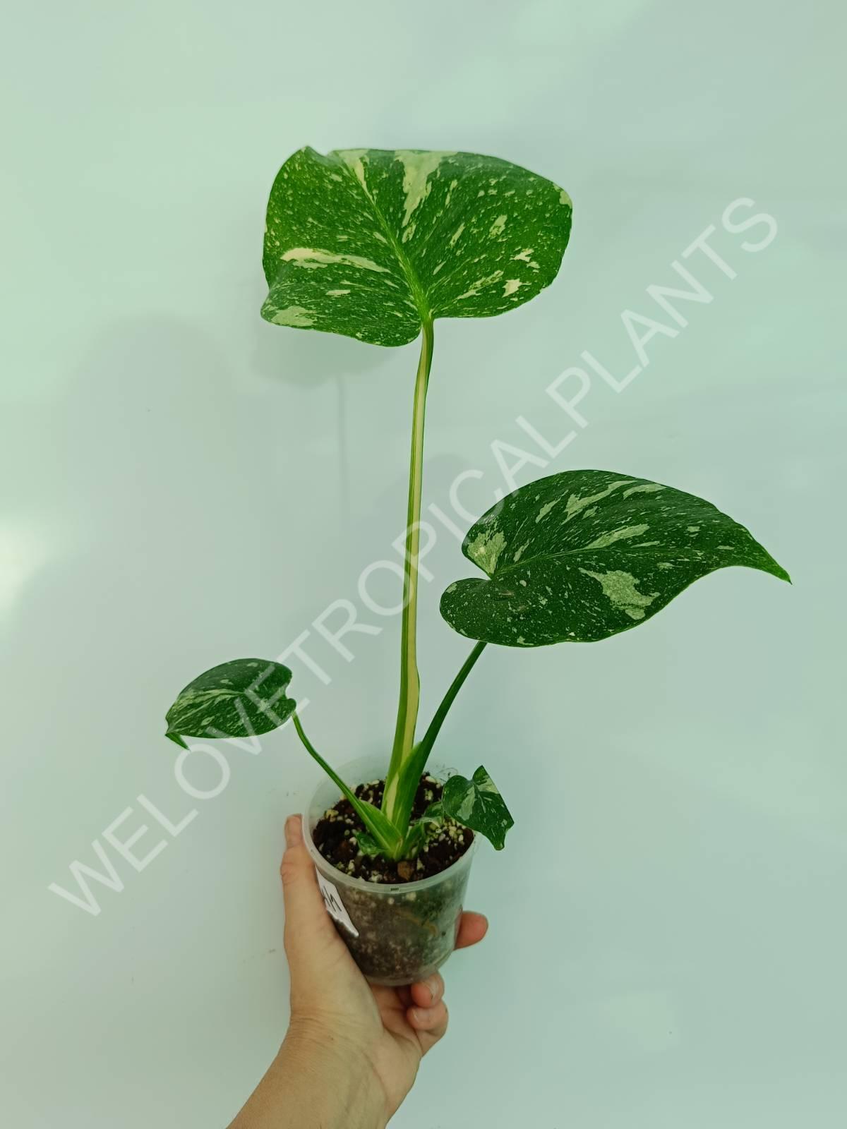 Set of the plants 3 in 1 - thai + ghost + pictum