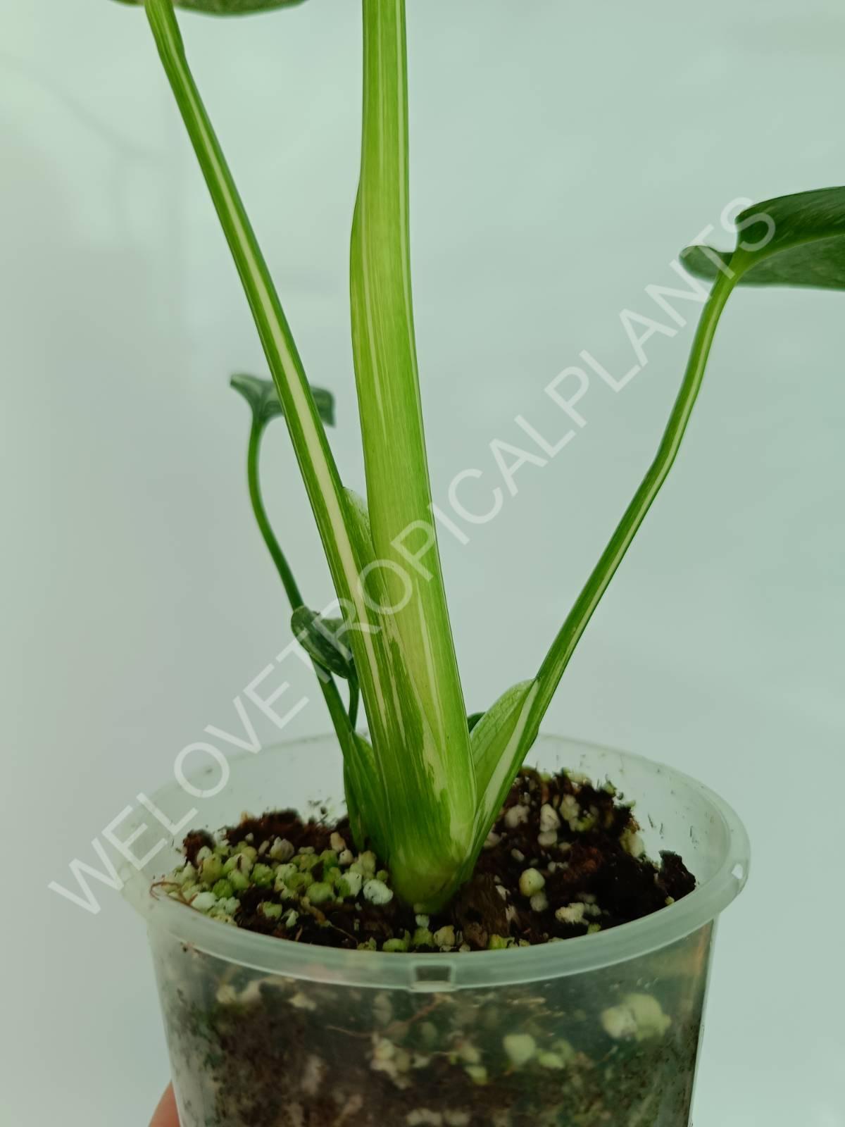 Set of the plants 3 in 1 - thai + ghost + pictum