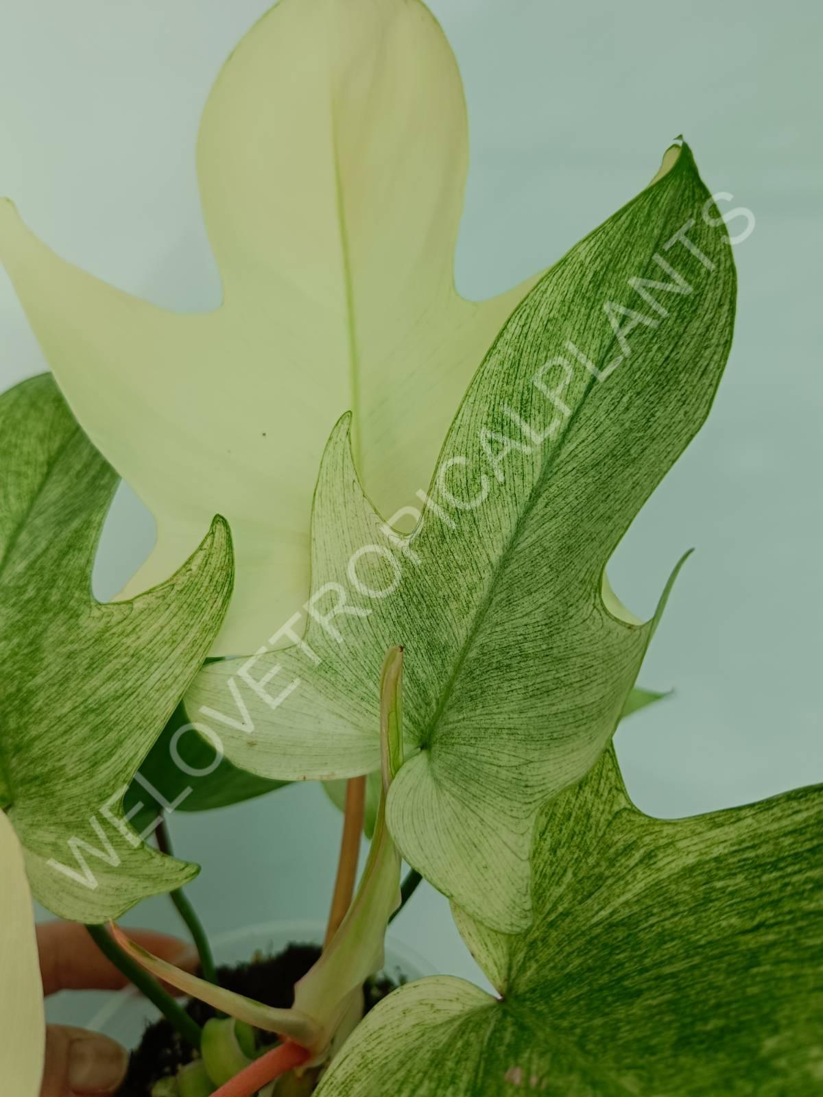 Set of the plants 3 in 1 - thai + ghost + pictum