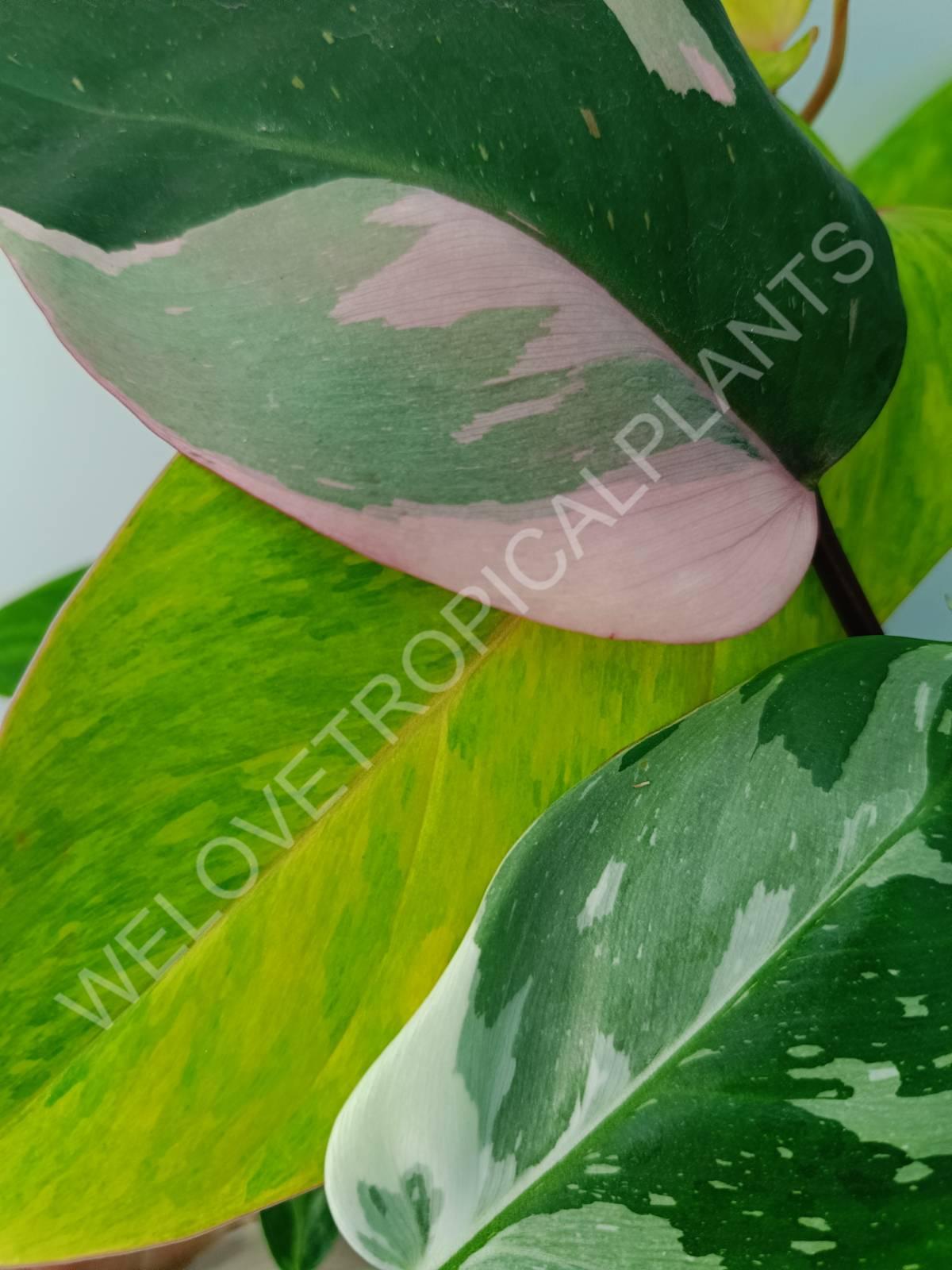 Conjunto de filodendros 3 en 1: princesa blanca + princesa rosa + dama pintada