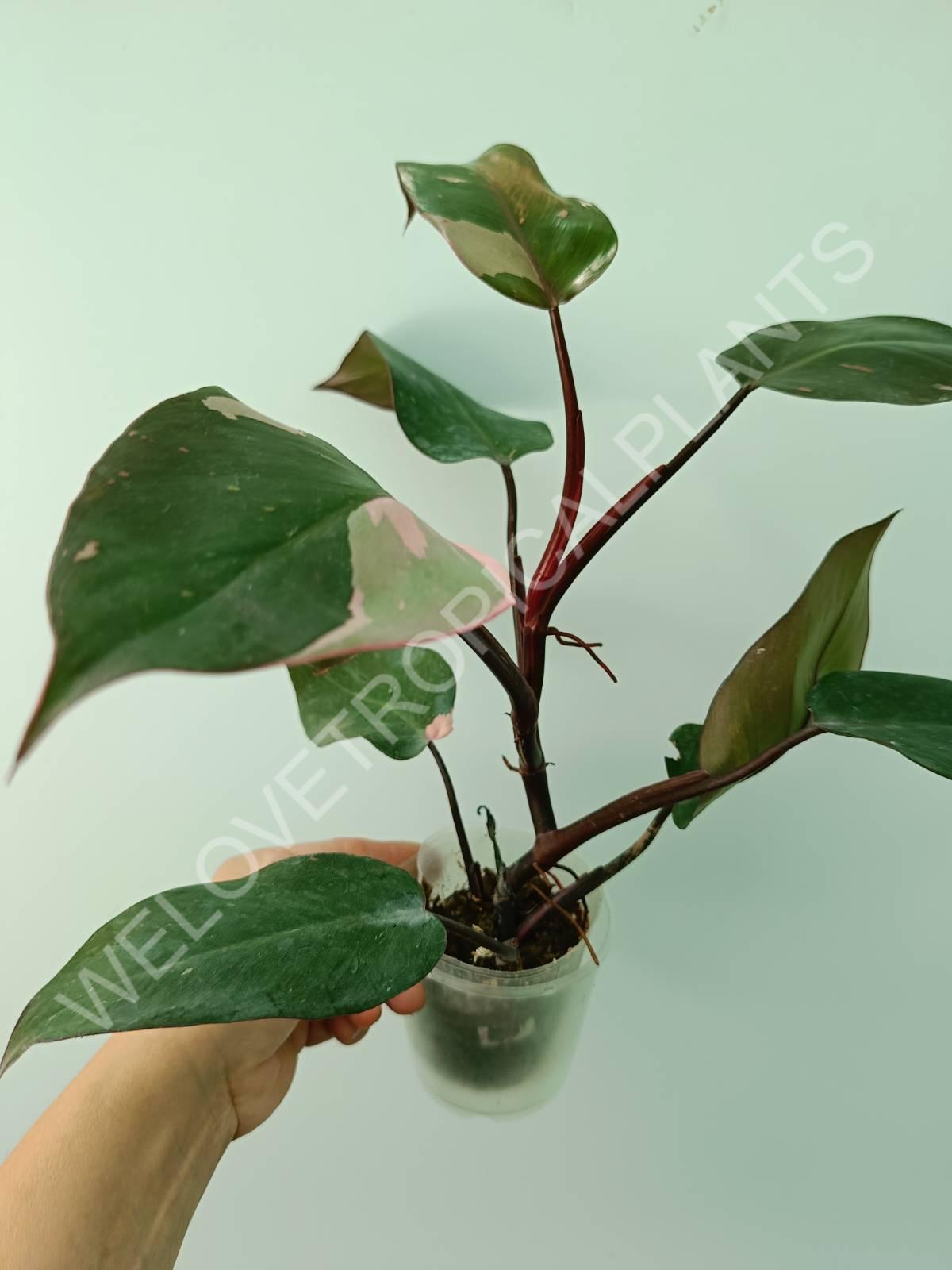 Conjunto de filodendros 3 en 1: princesa blanca + princesa rosa + dama pintada