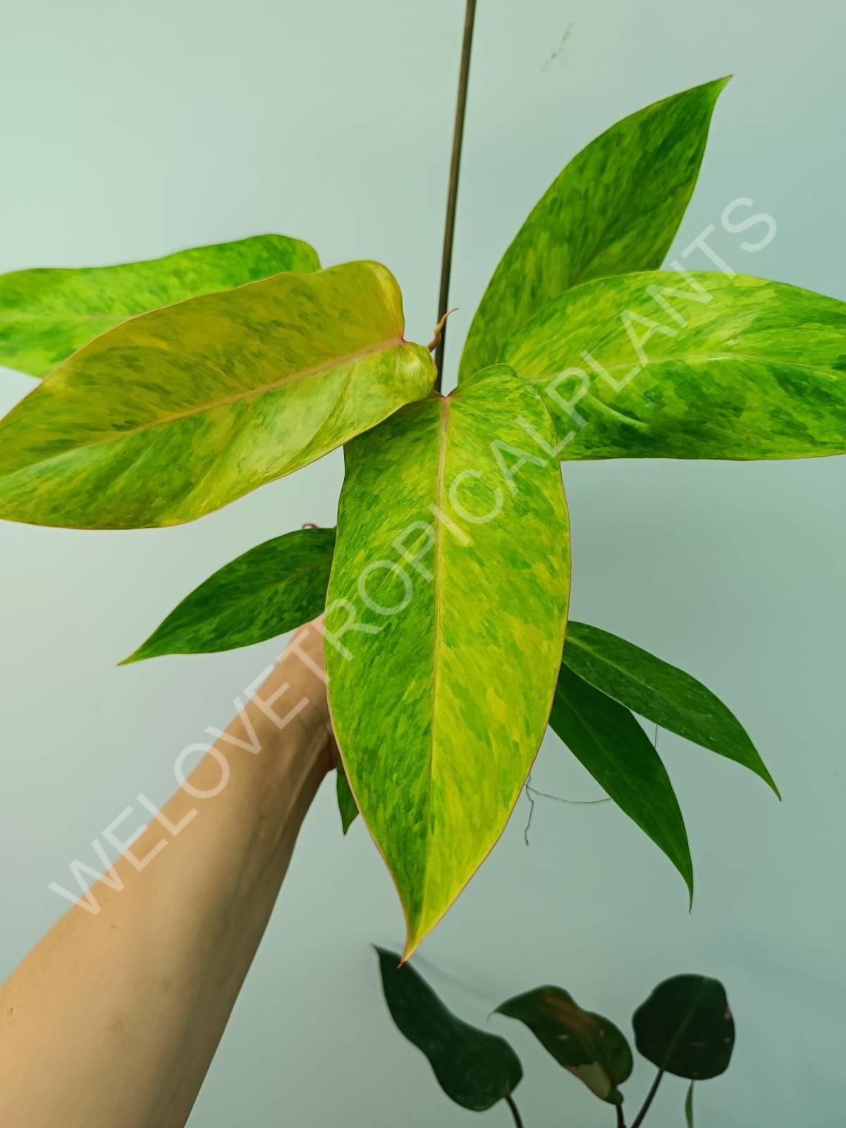 Conjunto de filodendros 3 en 1: princesa blanca + princesa rosa + dama pintada