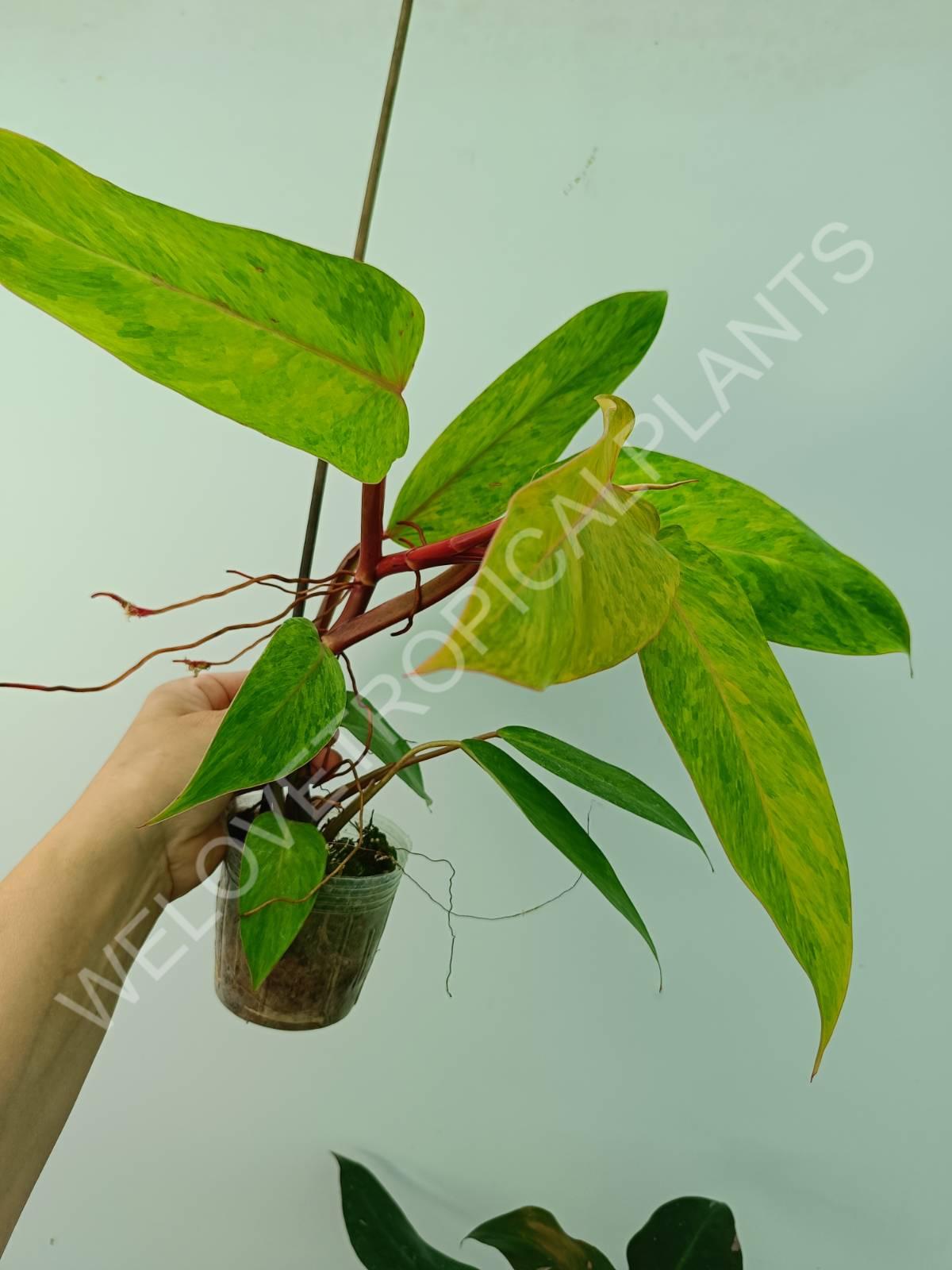 Conjunto de filodendros 3 en 1: princesa blanca + princesa rosa + dama pintada