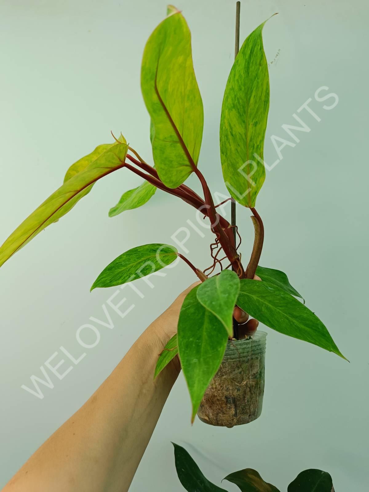 Conjunto de filodendros 3 en 1: princesa blanca + princesa rosa + dama pintada