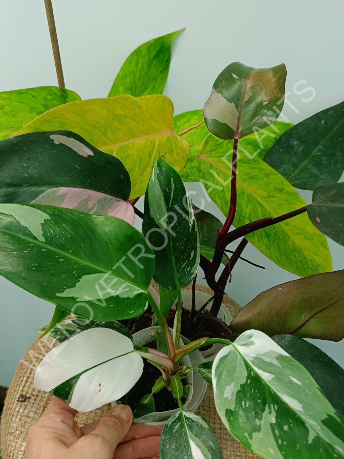 Conjunto de filodendros 3 en 1: princesa blanca + princesa rosa + dama pintada