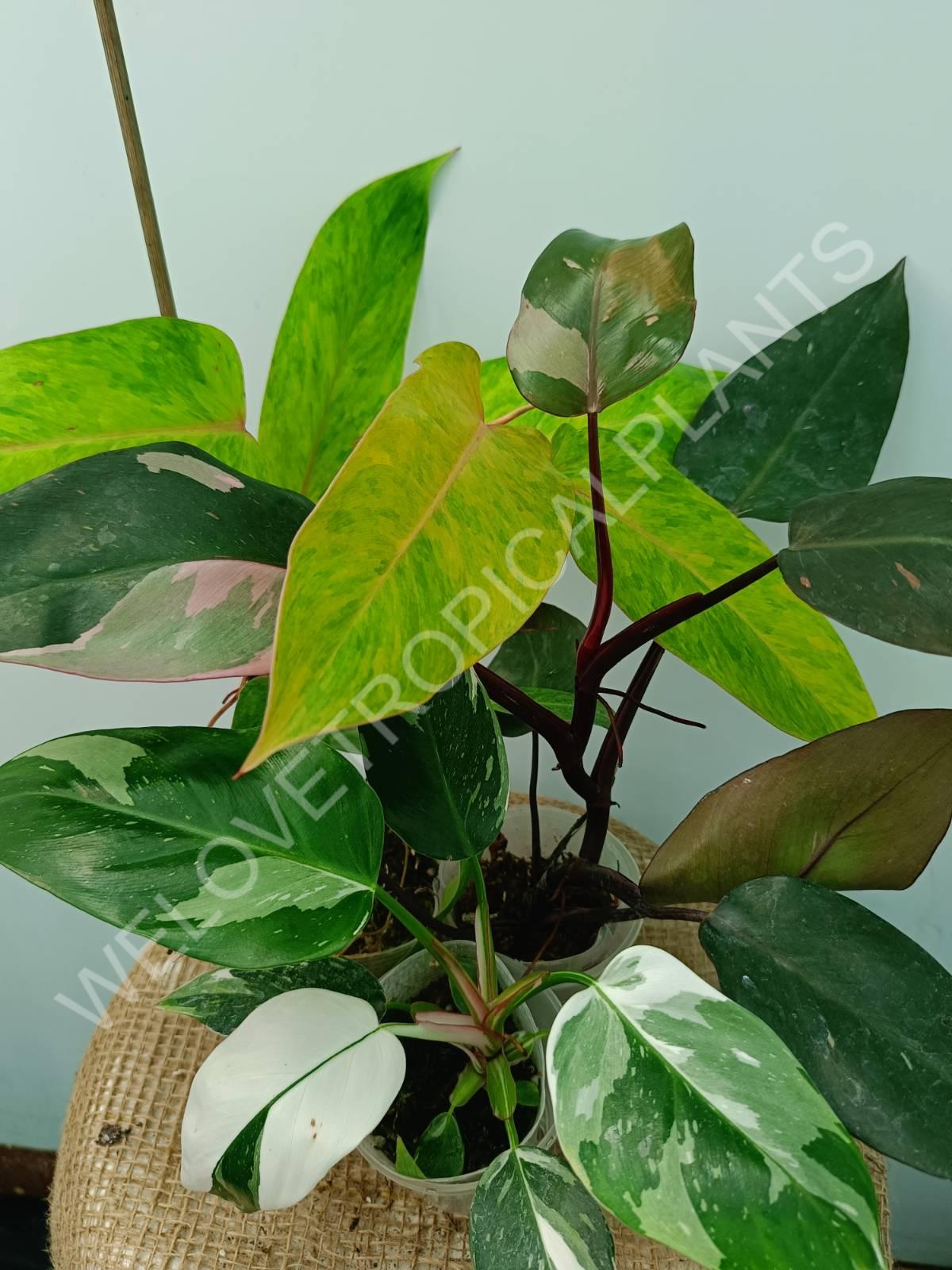 Conjunto de filodendros 3 en 1: princesa blanca + princesa rosa + dama pintada