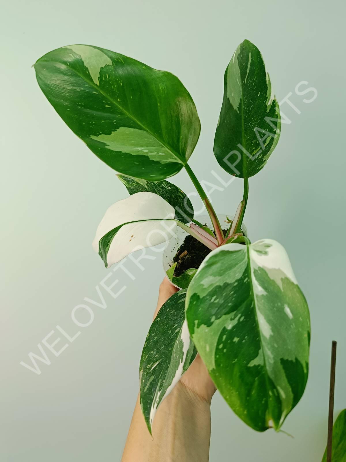 Conjunto de filodendros 3 en 1: princesa blanca + princesa rosa + dama pintada