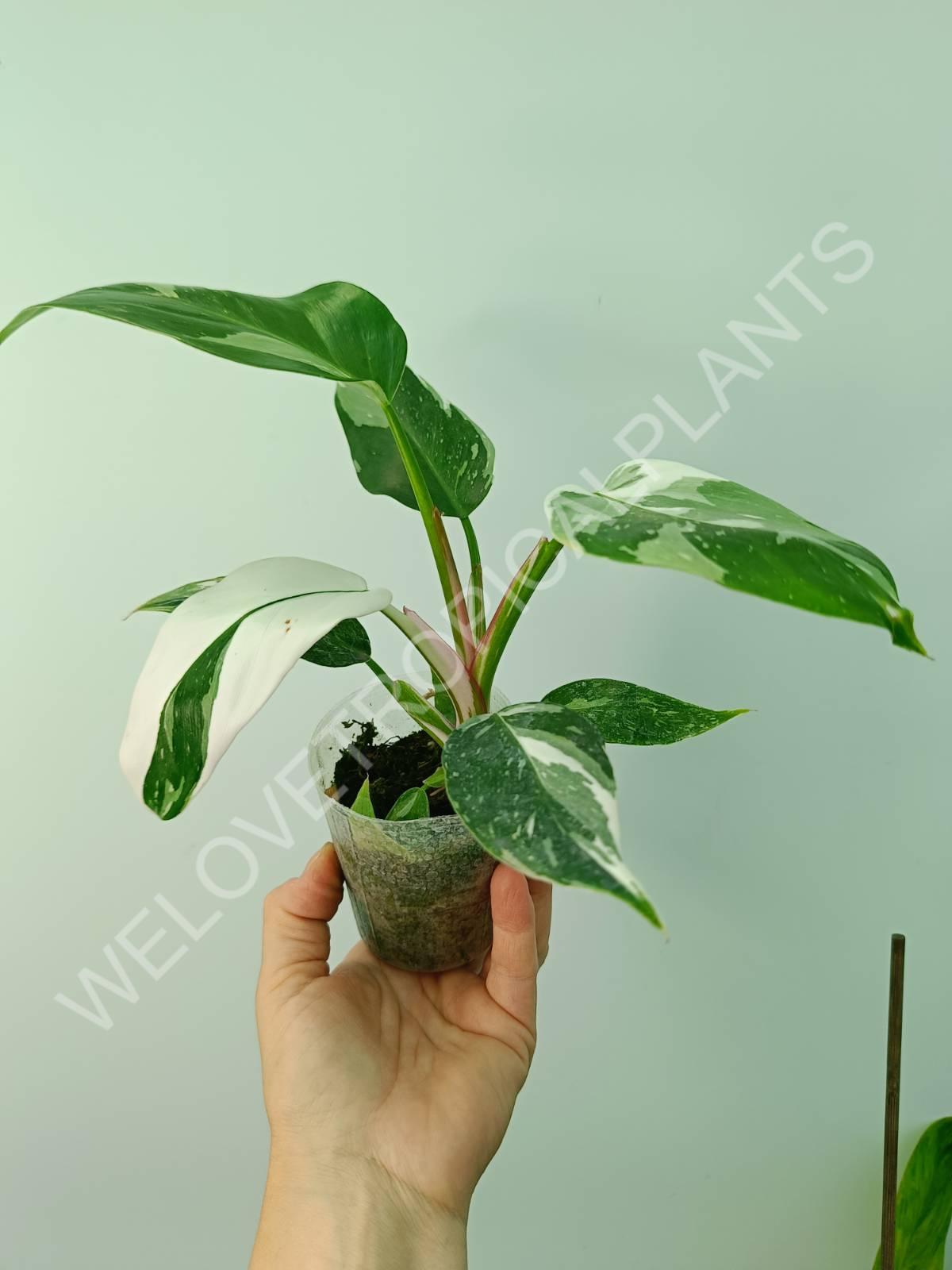 Conjunto de filodendros 3 en 1: princesa blanca + princesa rosa + dama pintada