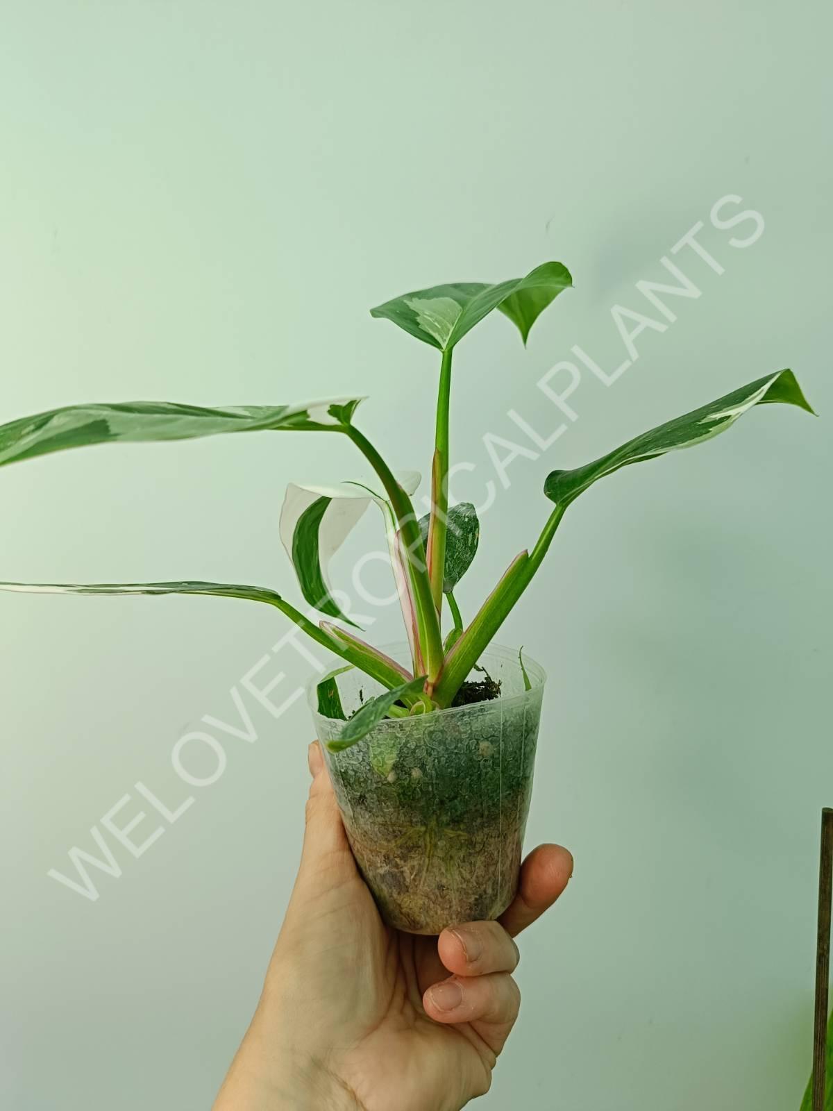 Conjunto de filodendros 3 en 1: princesa blanca + princesa rosa + dama pintada