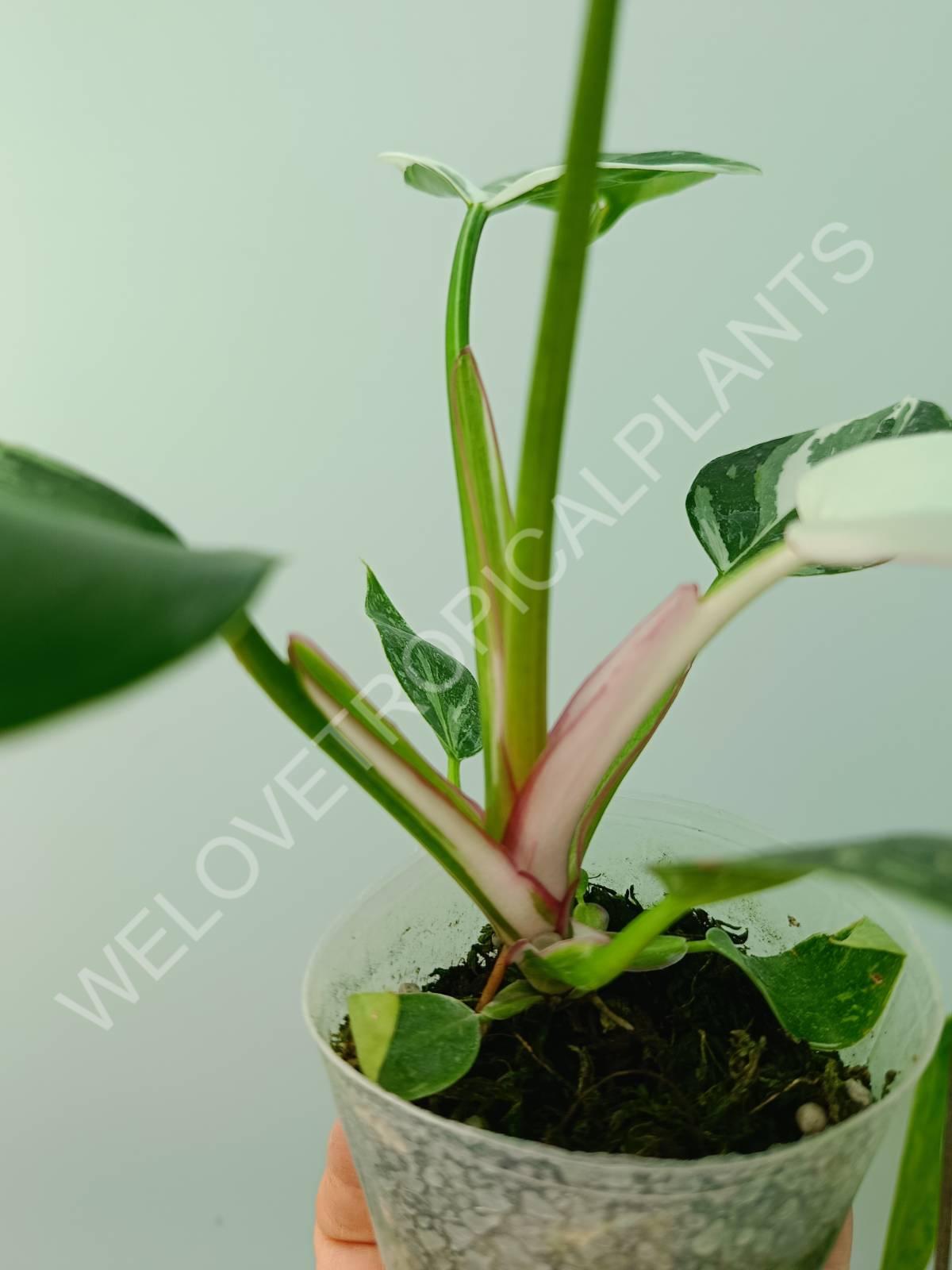 Conjunto de filodendros 3 en 1: princesa blanca + princesa rosa + dama pintada