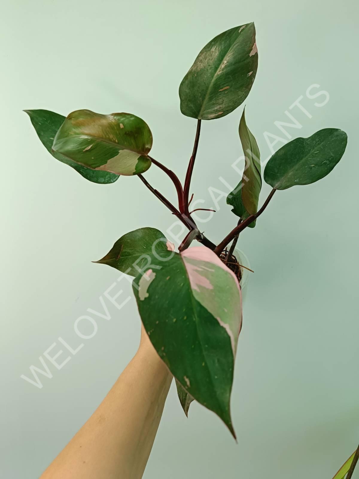 Conjunto de filodendros 3 en 1: princesa blanca + princesa rosa + dama pintada