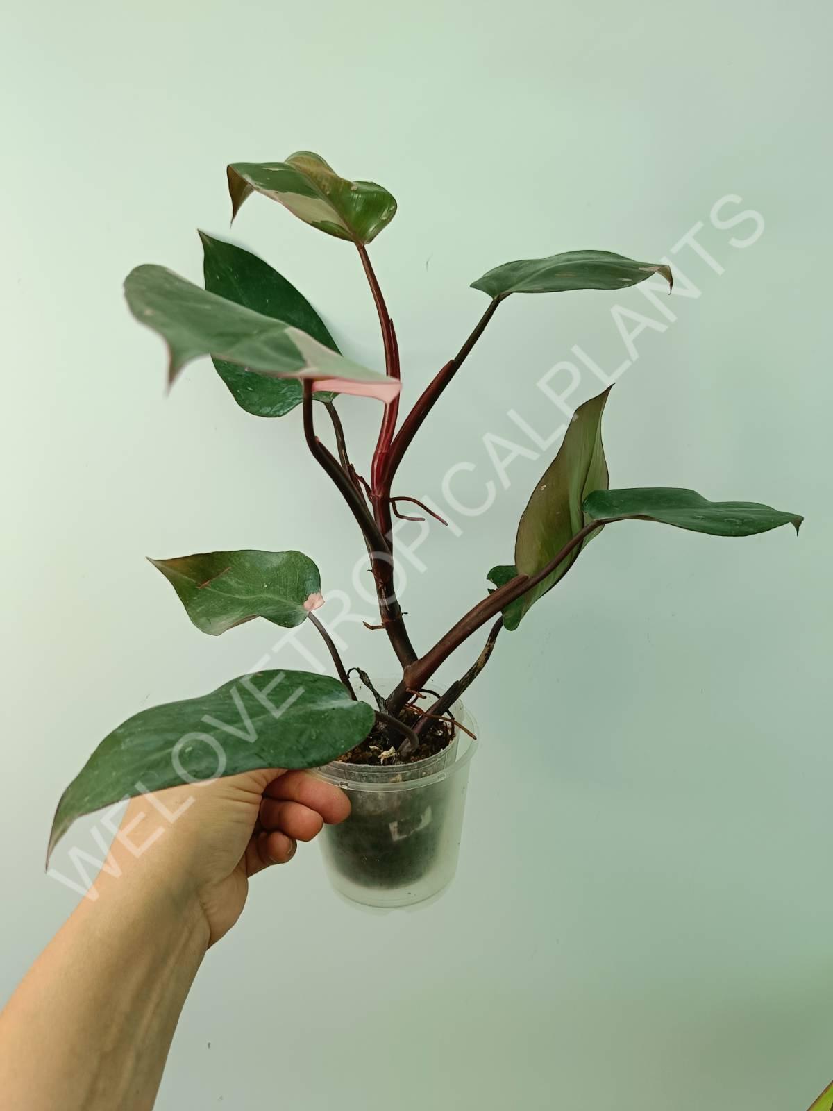 Conjunto de filodendros 3 en 1: princesa blanca + princesa rosa + dama pintada