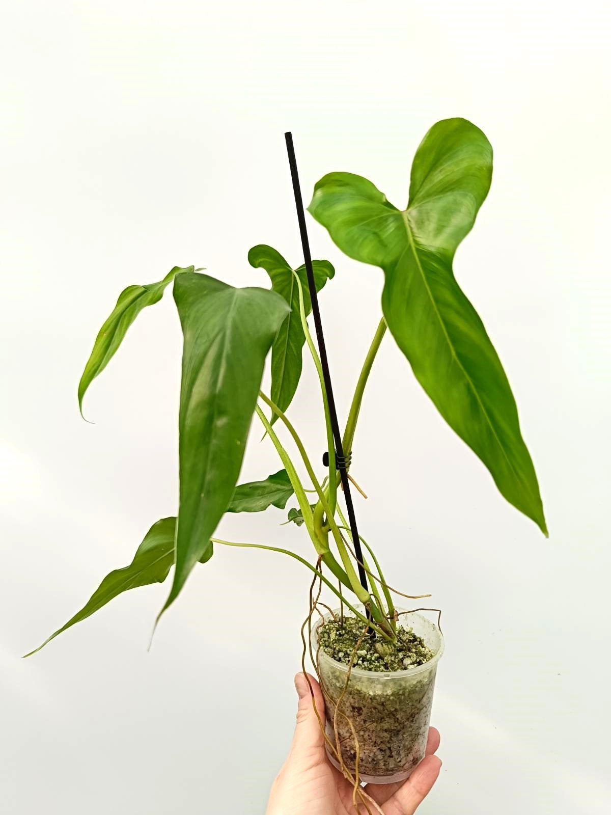 Set of philodendrons: 3 in 1 (Mexicanum+Sharoniae+Tenue)