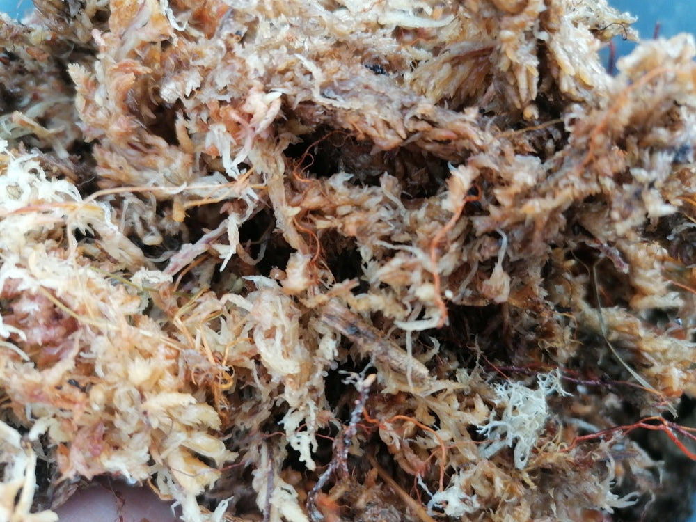 Sphagnum 250 g