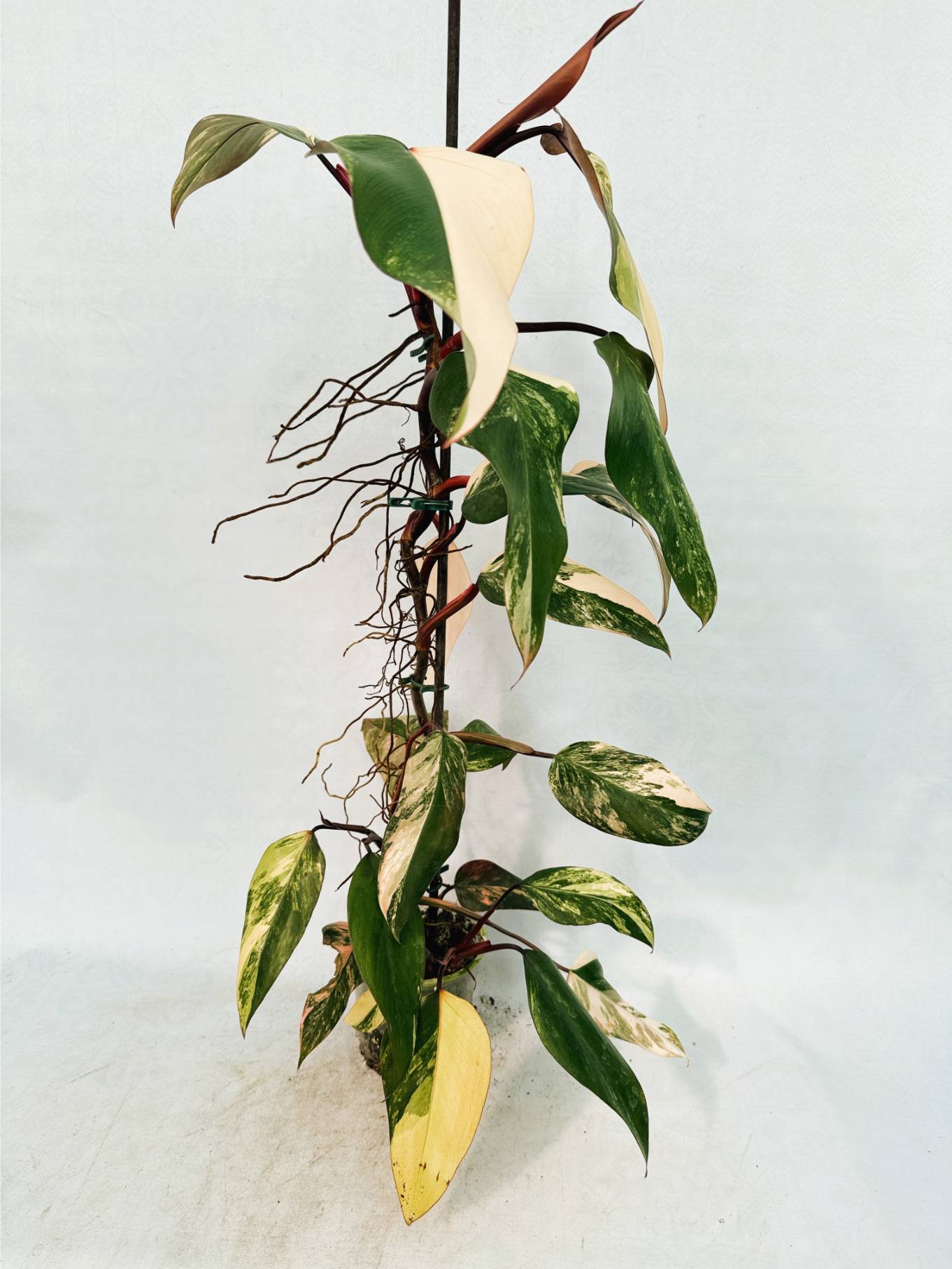 Philodendron Strawberry Shake variegata XL