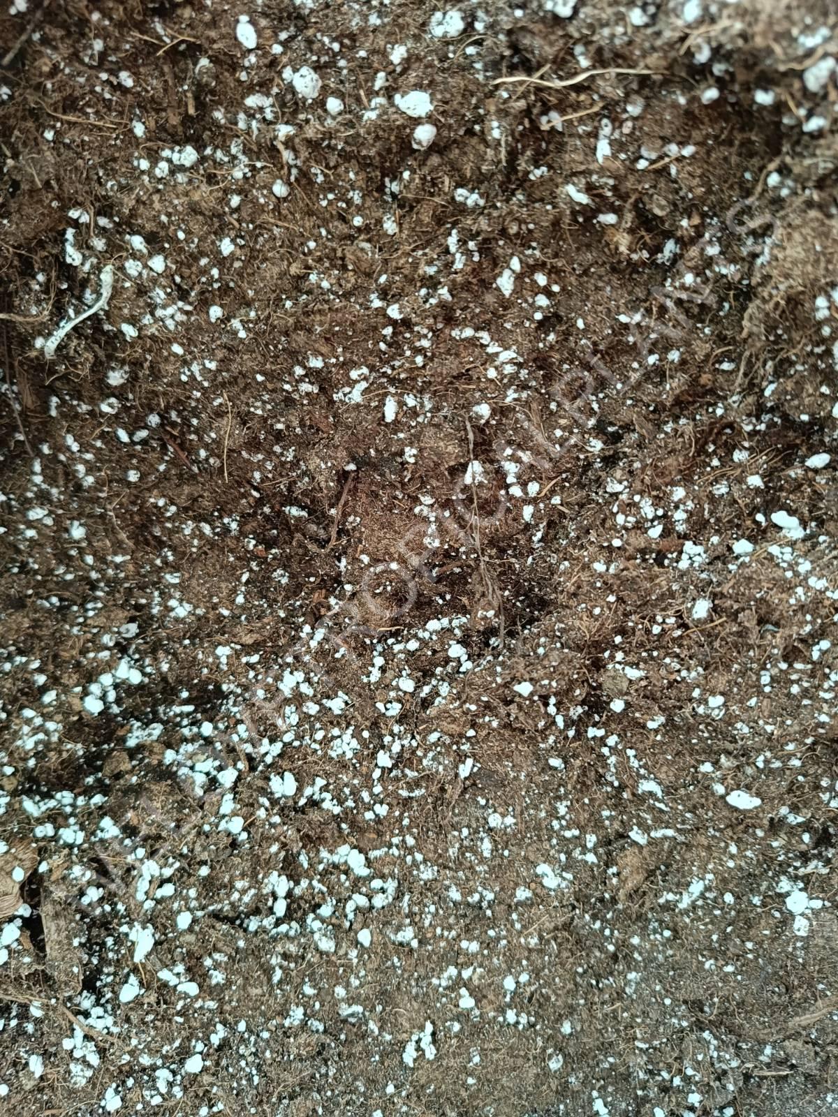 Profi substrate for aroids - 7 ltr.