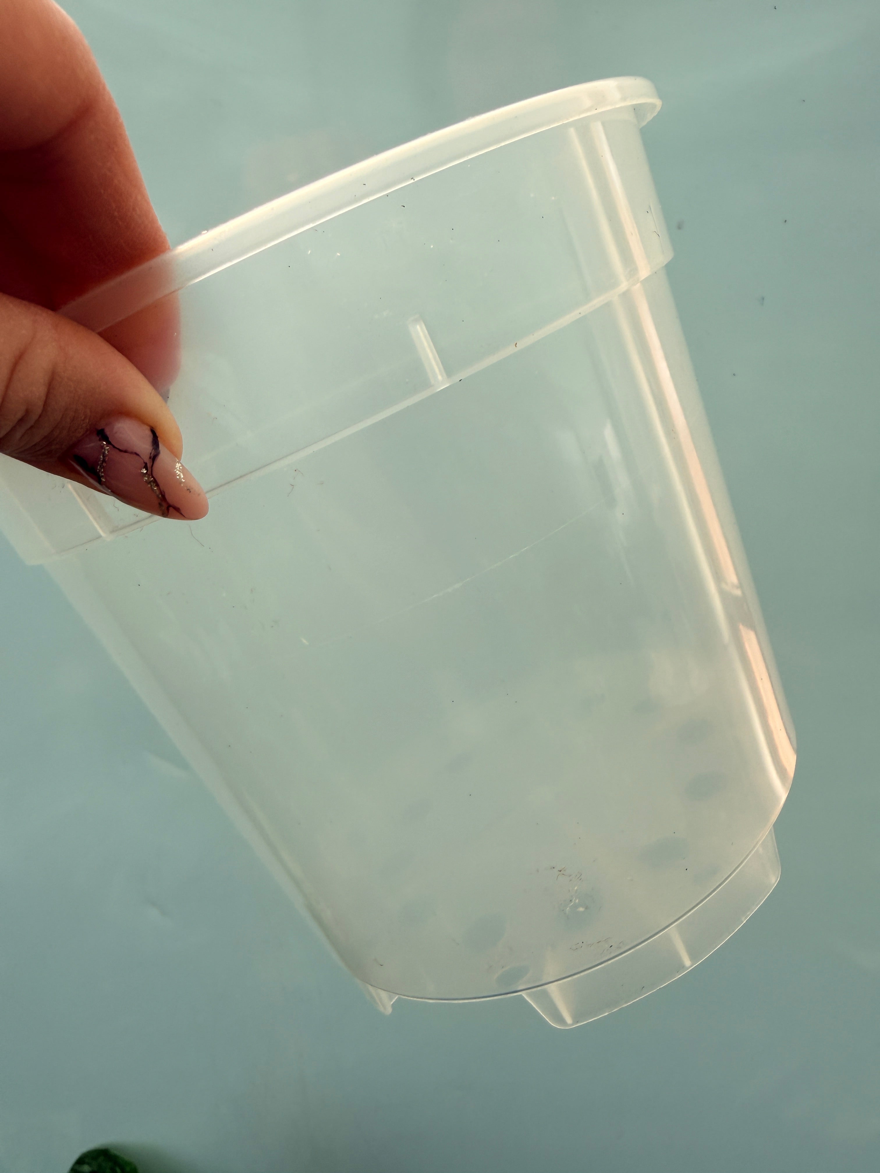 vaso17