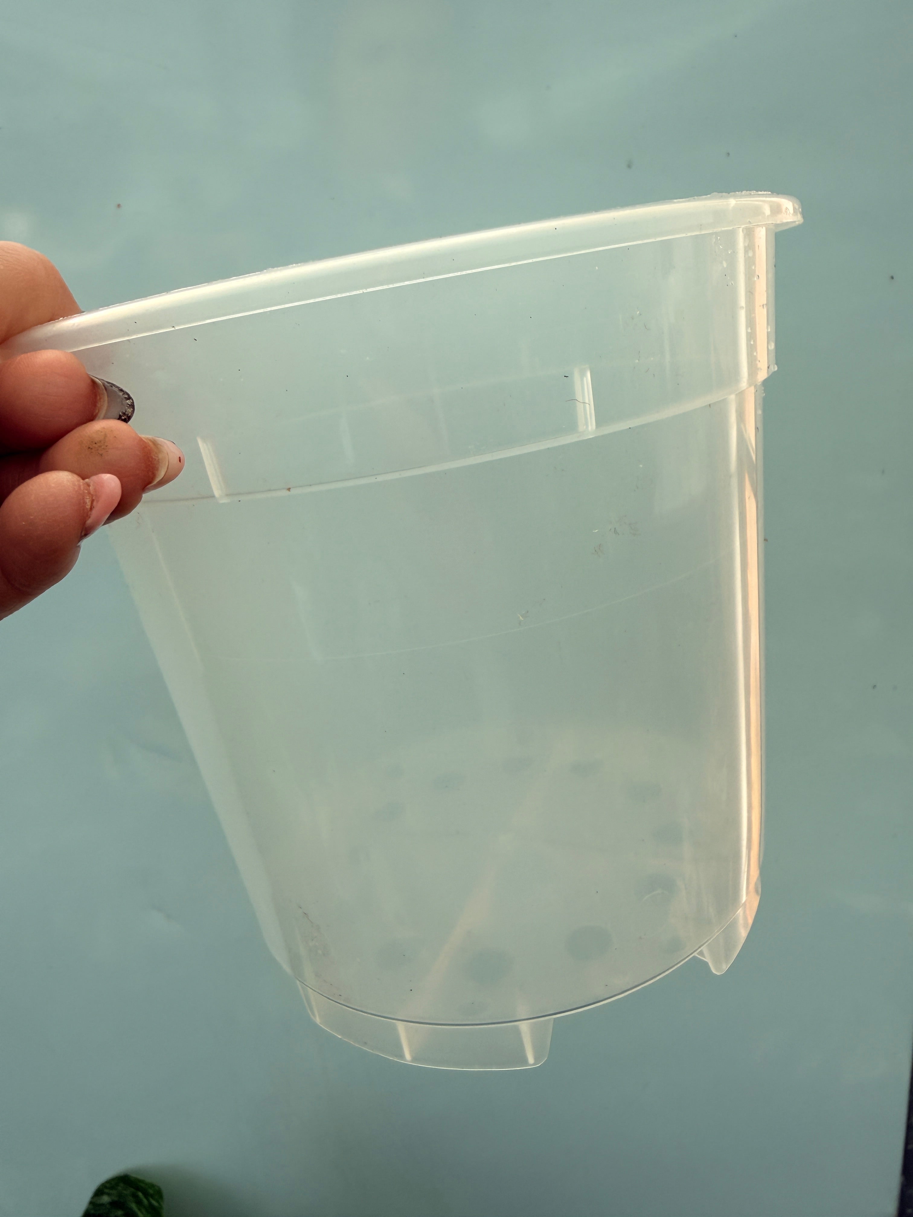 vaso17