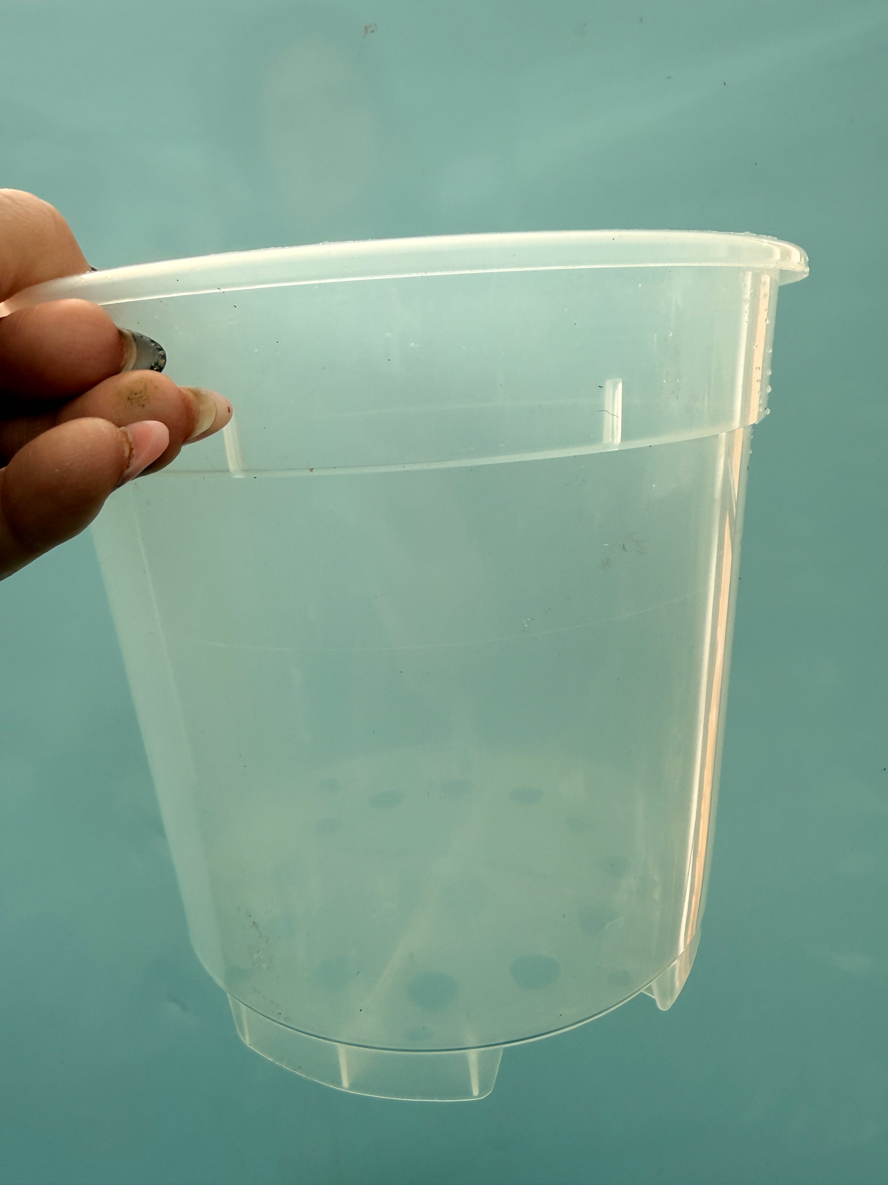 vaso17