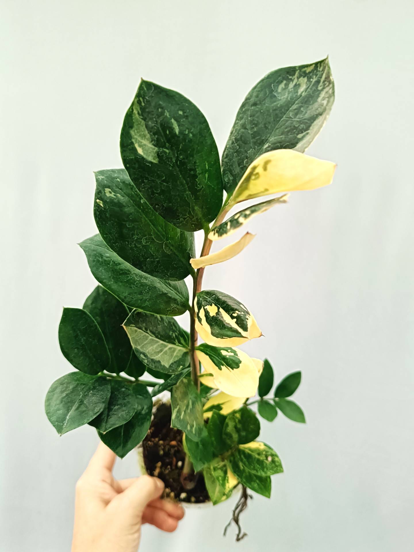 albo zz plant Zamiokulcas Zamiifolia Variegata