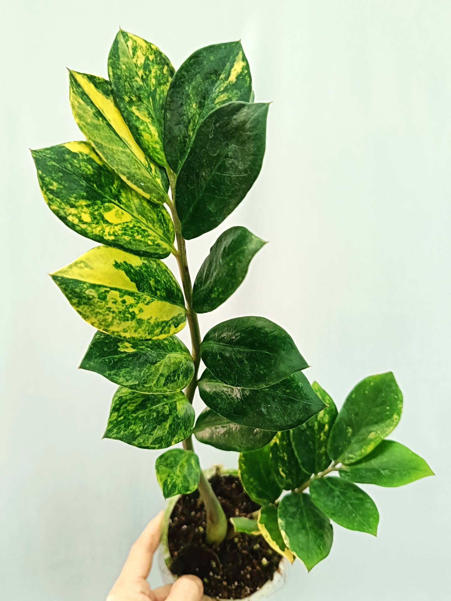 【逸品物】Zamioculcas variegataザミオクルカスバリエガータ Zamioculcas variegata - Etsy 日本