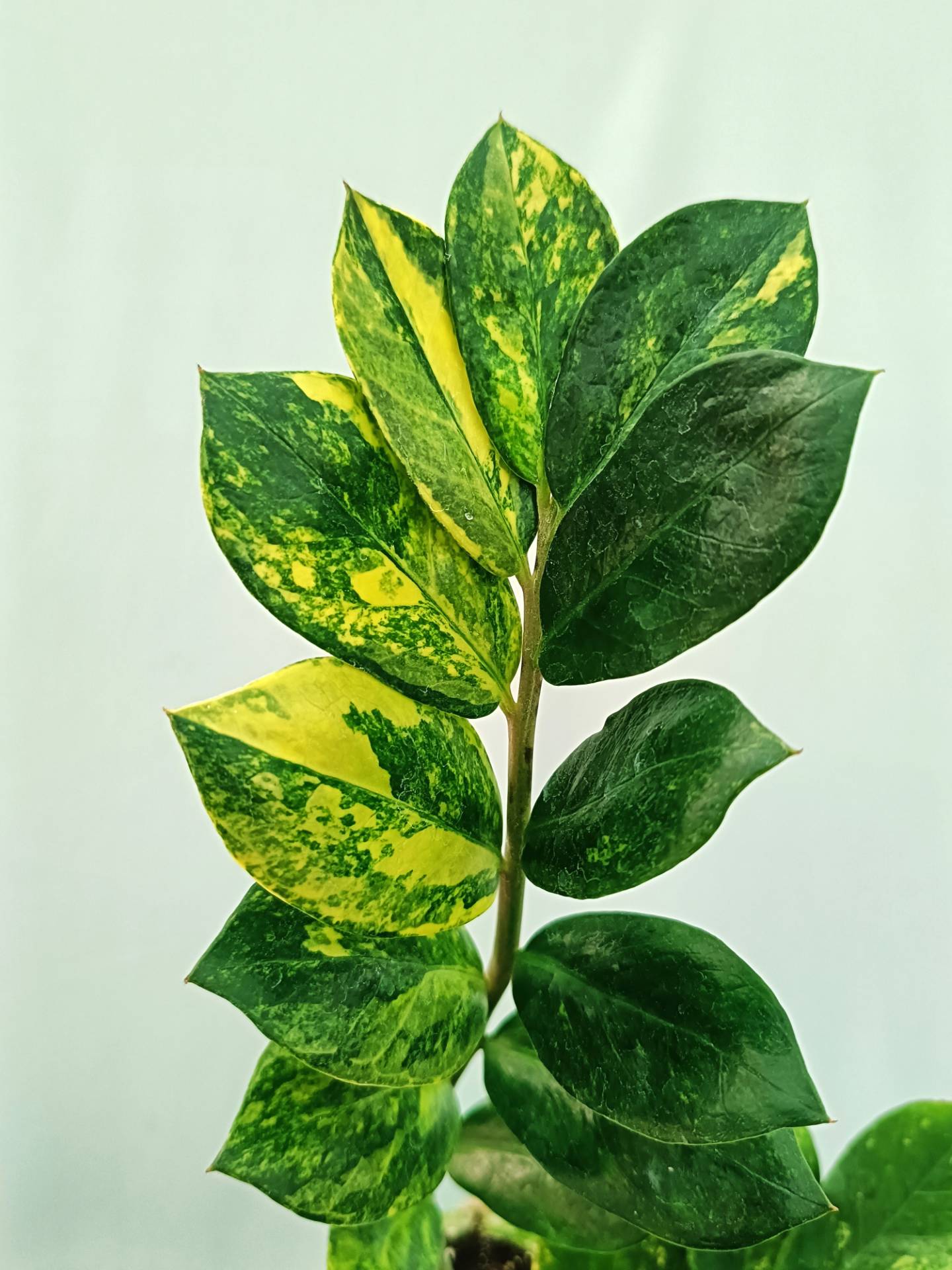 Zamiokulcas Zamiifolia Variegata