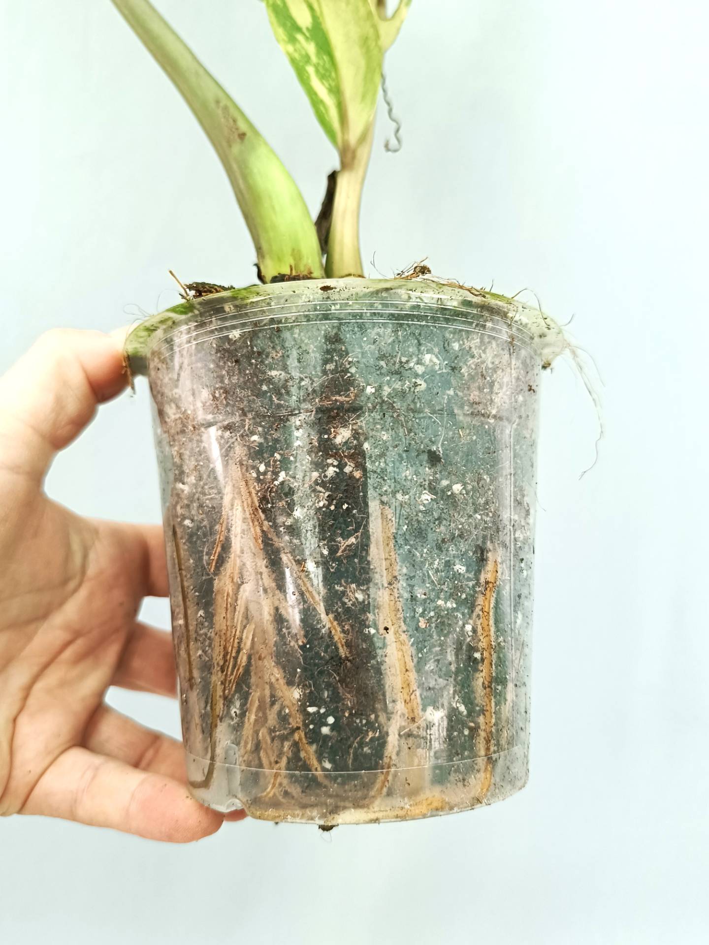 Zamiokulcas Zamiifolia Variegata