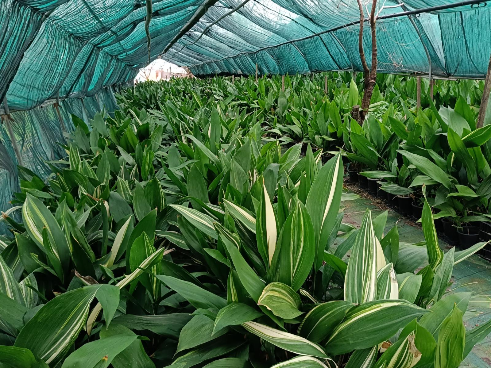 ASPIDISTRA: The easiest plant to keep alive