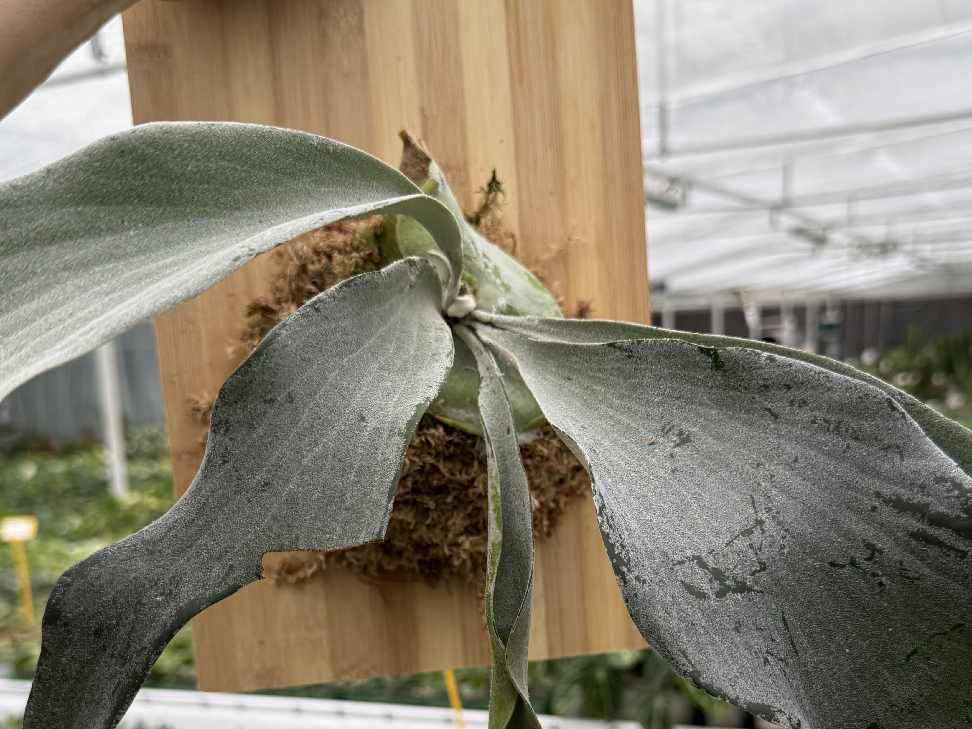 COME MONTARE il Platycerium sulla zattera: passo dopo passo