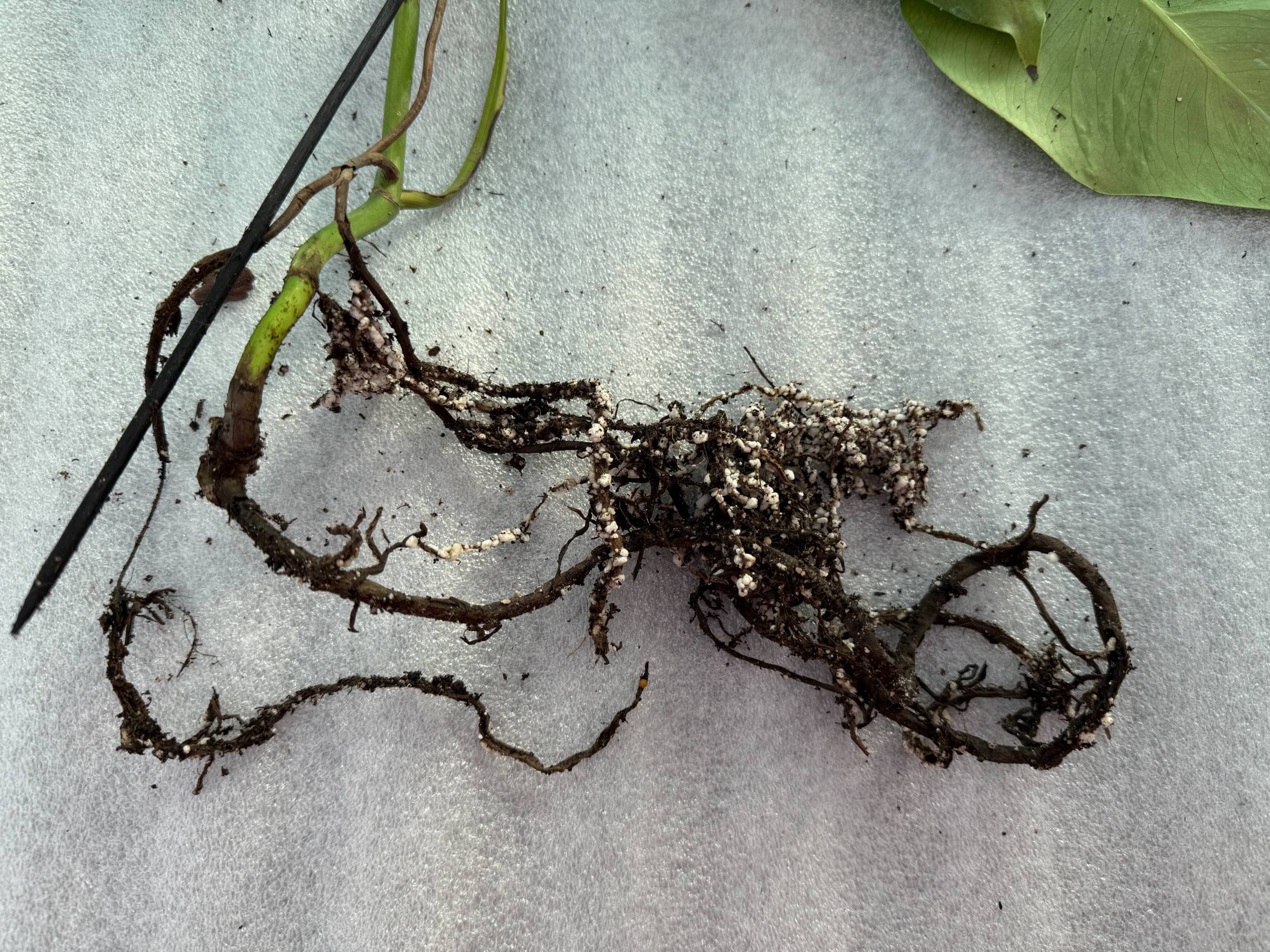 ROOT ROT: How to identify and prevent it