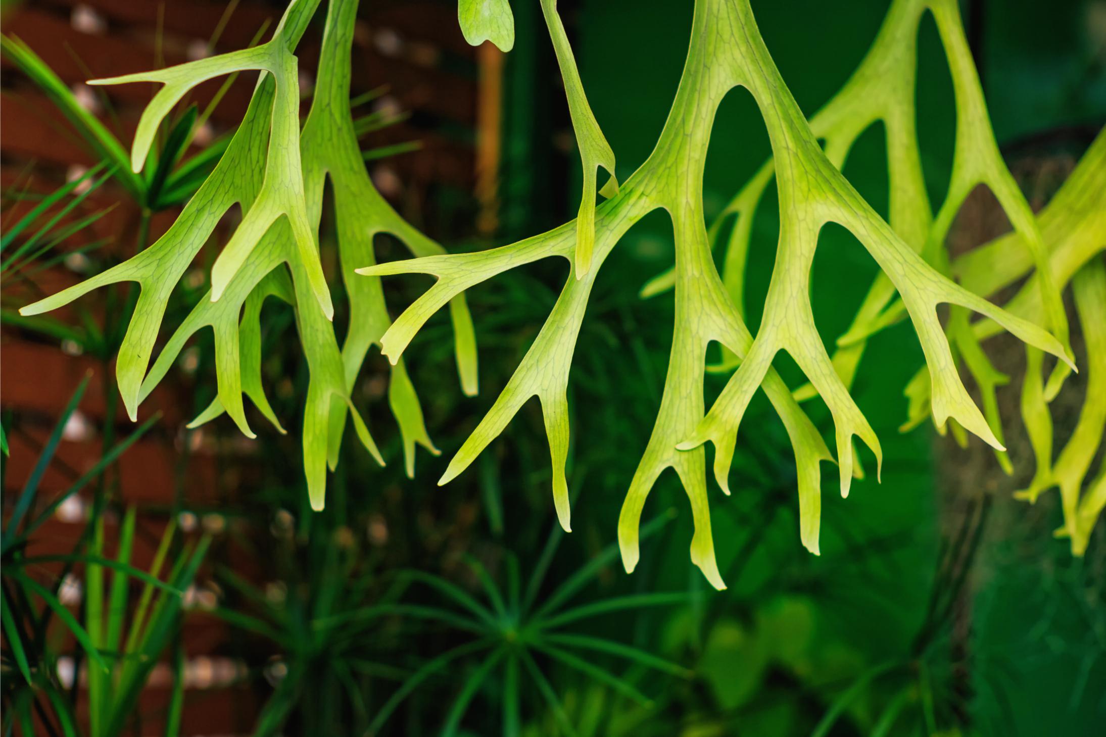 Platycerium - the staghorn fern