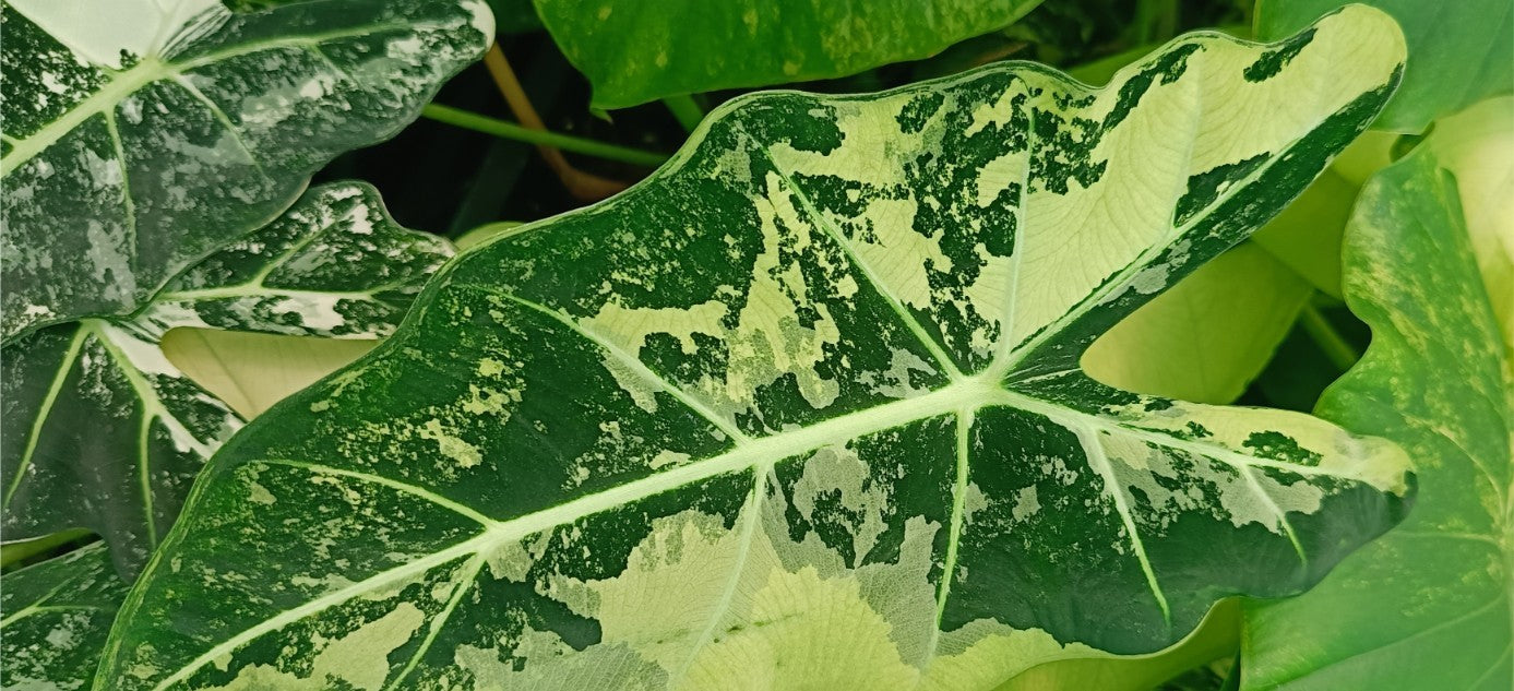 ALOCASIA FRYDEK VARIEGATA