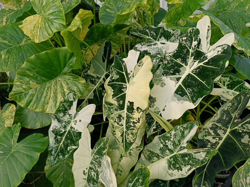 Alocasia frydek variegata