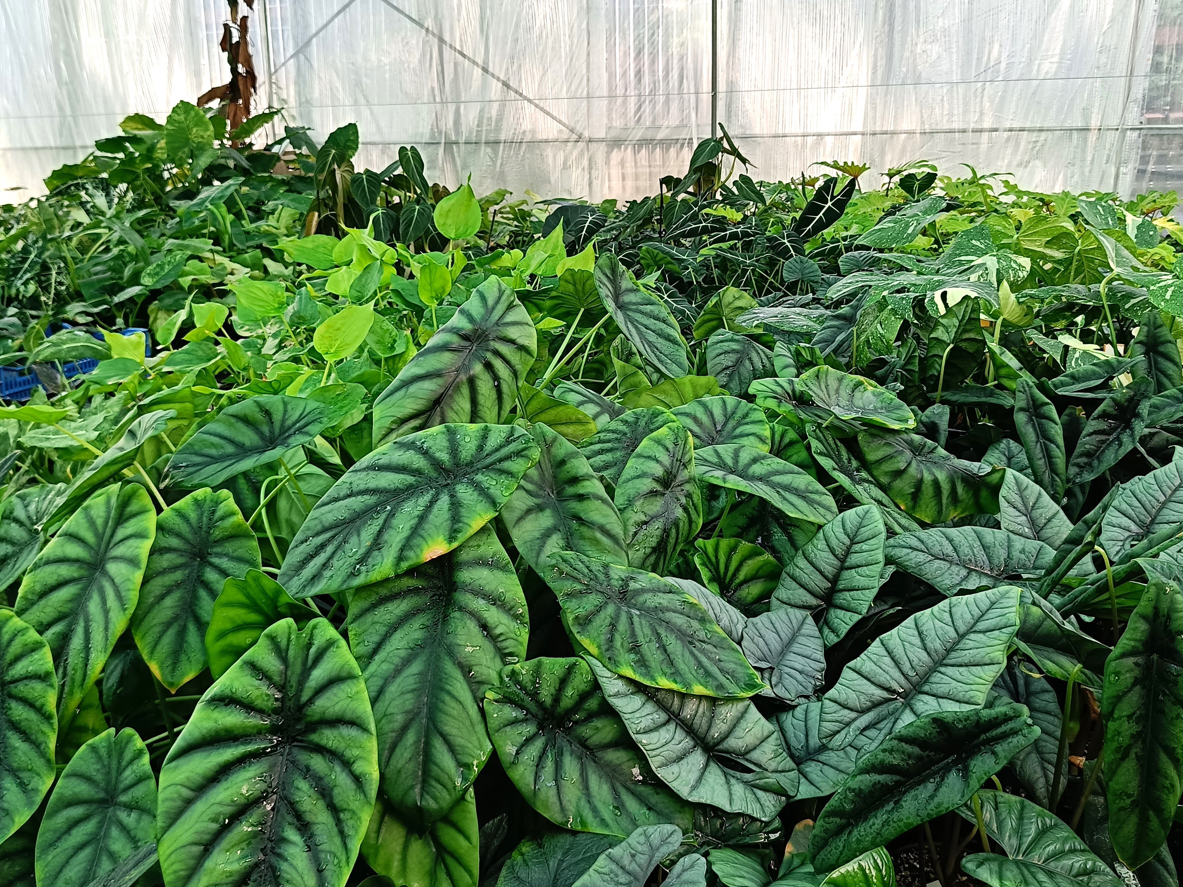 ALOCASIA