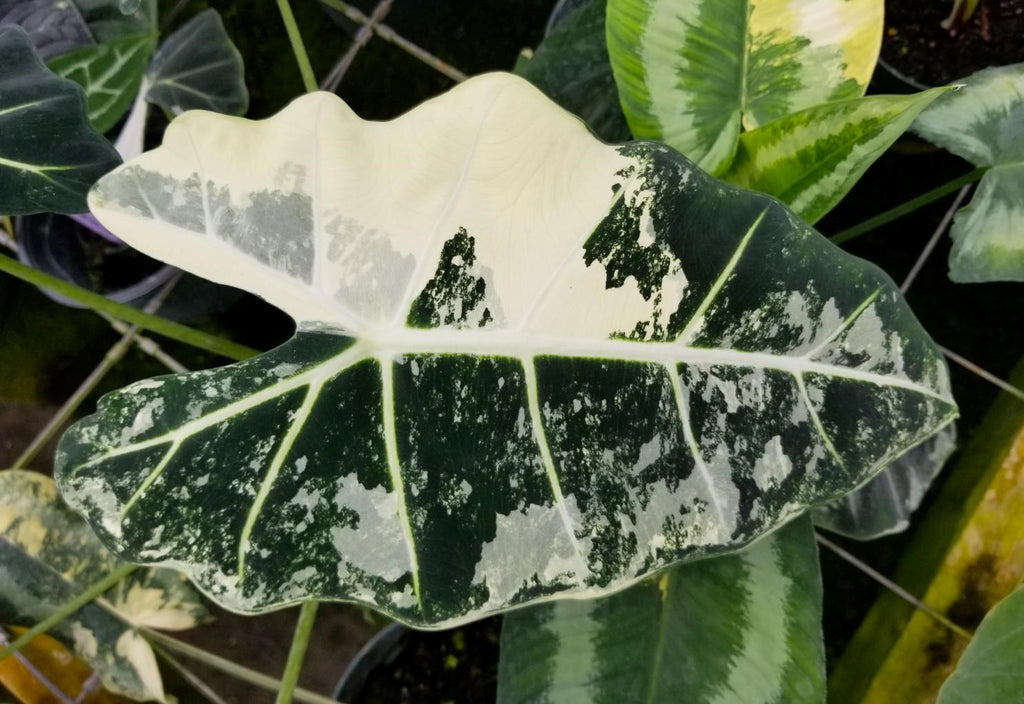 ALOCASIA VARIEGATA