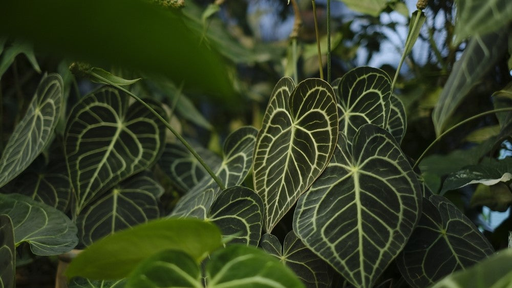 ANTHURIUM