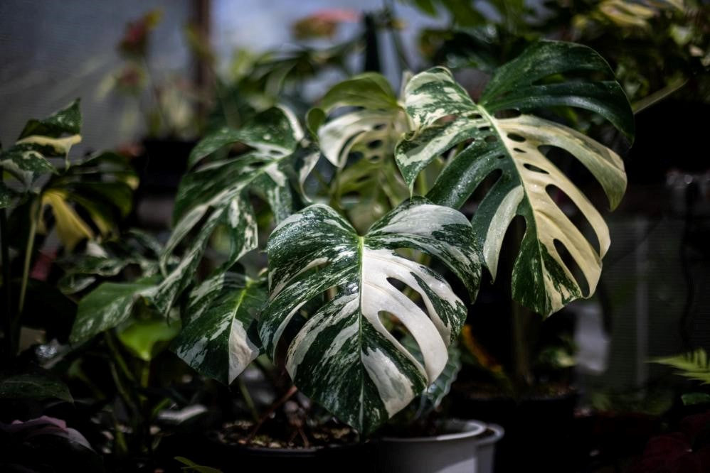 Monstera Vari SHOP MONSTERA VARIEGATA online store | Welovetropicalplants