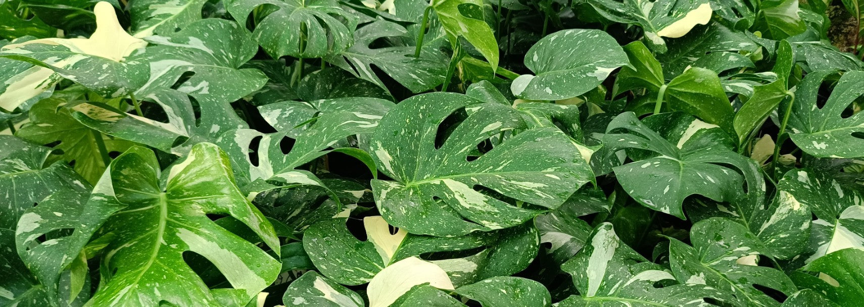 MONSTERA THAI CONSTELLATION